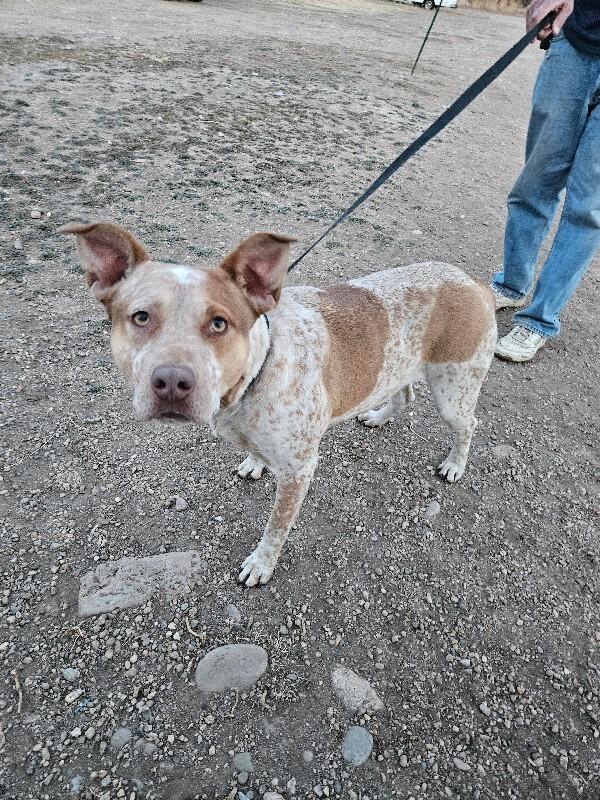 Jacqui, a Adoptable mixed breed in Fort Collins, CO image 1/5