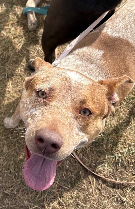 Jacqui, a Adoptable mixed breed in Fort Collins, CO image 2/5
