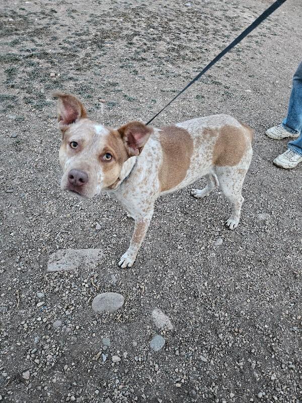 Jacqui, a Adoptable mixed breed in Fort Collins, CO image 4/5