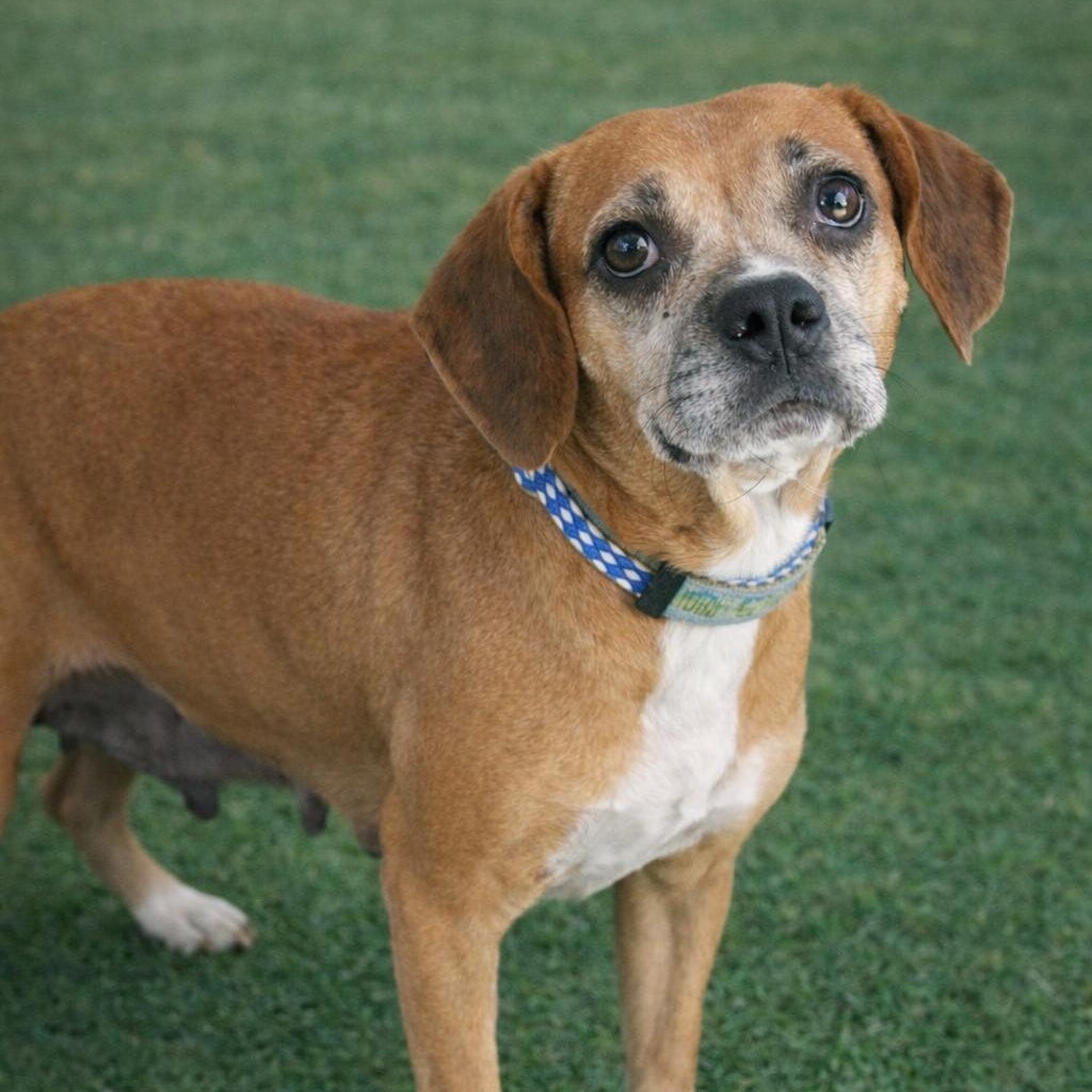 Enlarge ELLA, a Adoptable mixed breed in Cranston, RI image 1/1