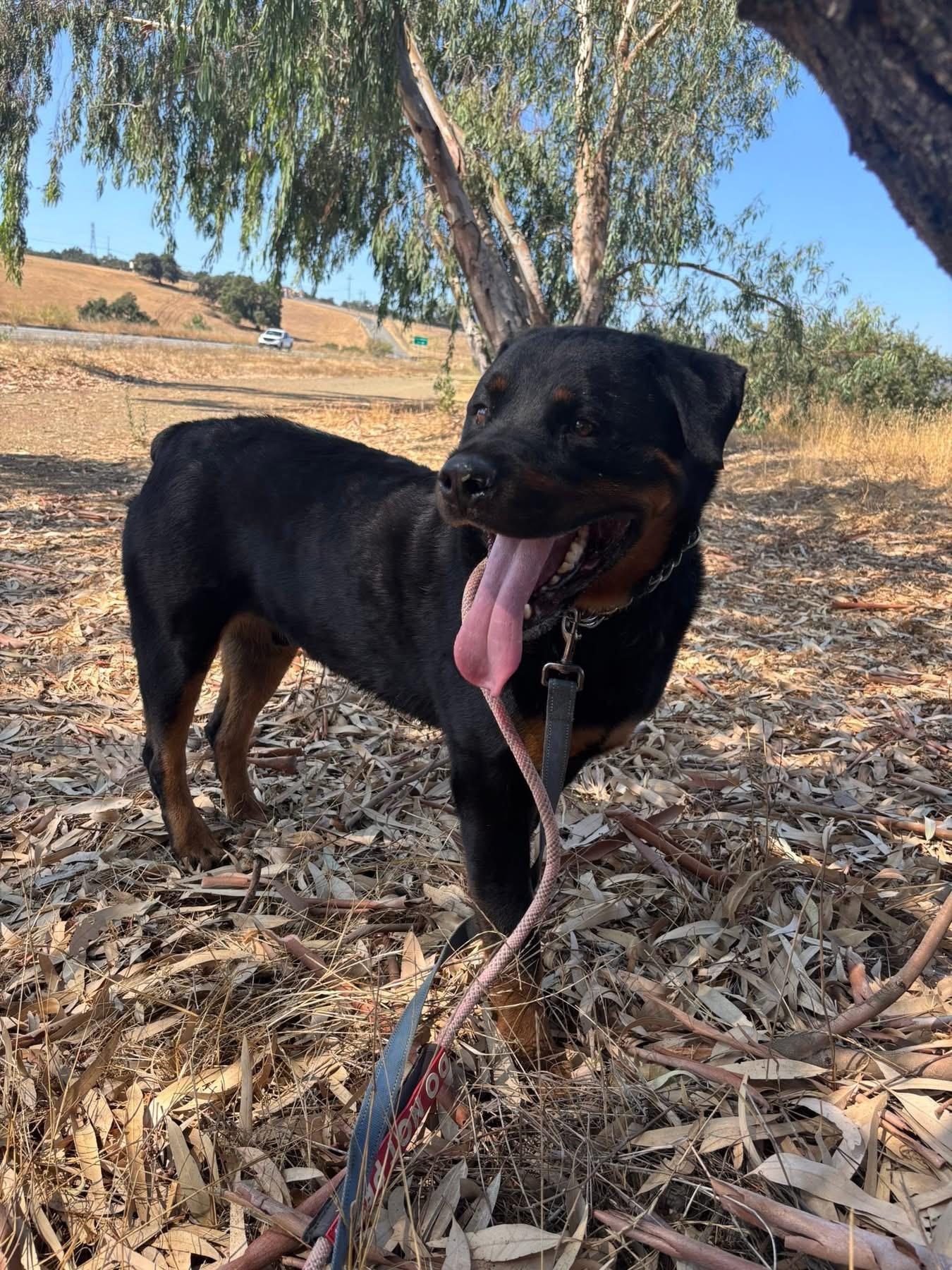 King, Adoptable, Adult Male Rottweiler.