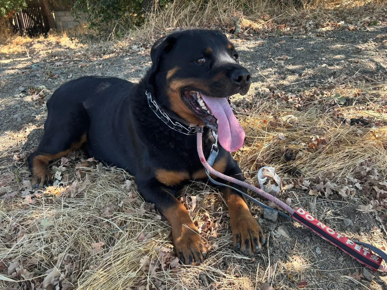 King, a Adoptable Rottweiler in San Jose, CA image 2/5