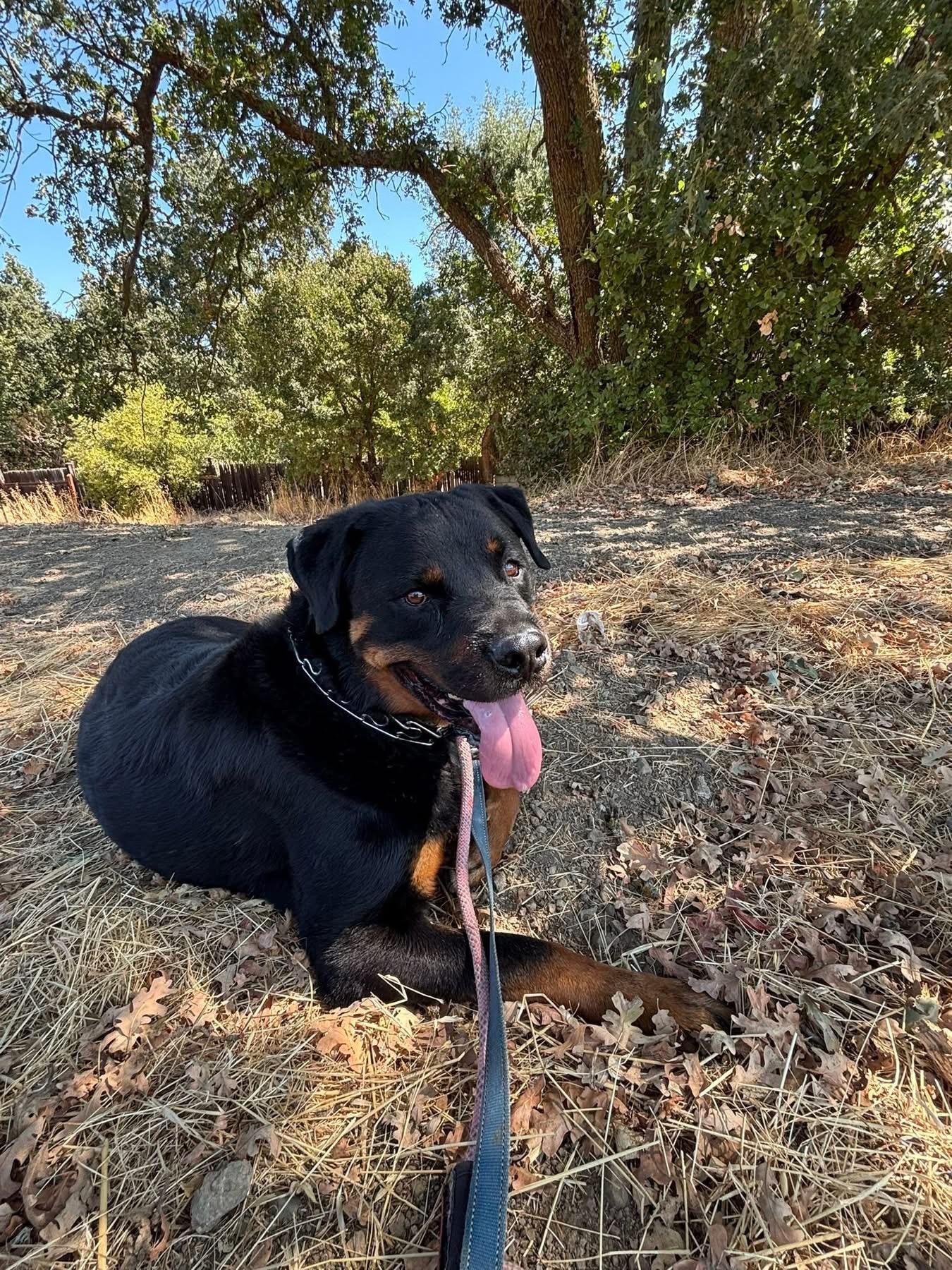King, a Adoptable Rottweiler in San Jose, CA image 3/5