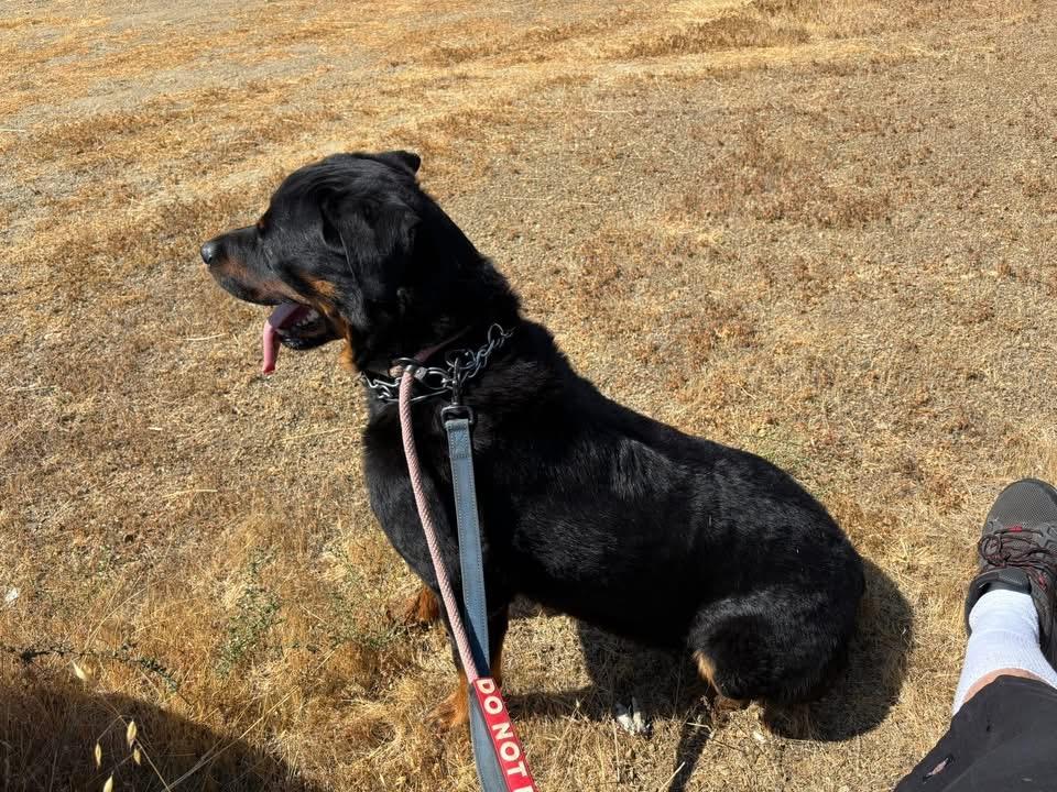 King, a Adoptable Rottweiler in San Jose, CA image 4/5
