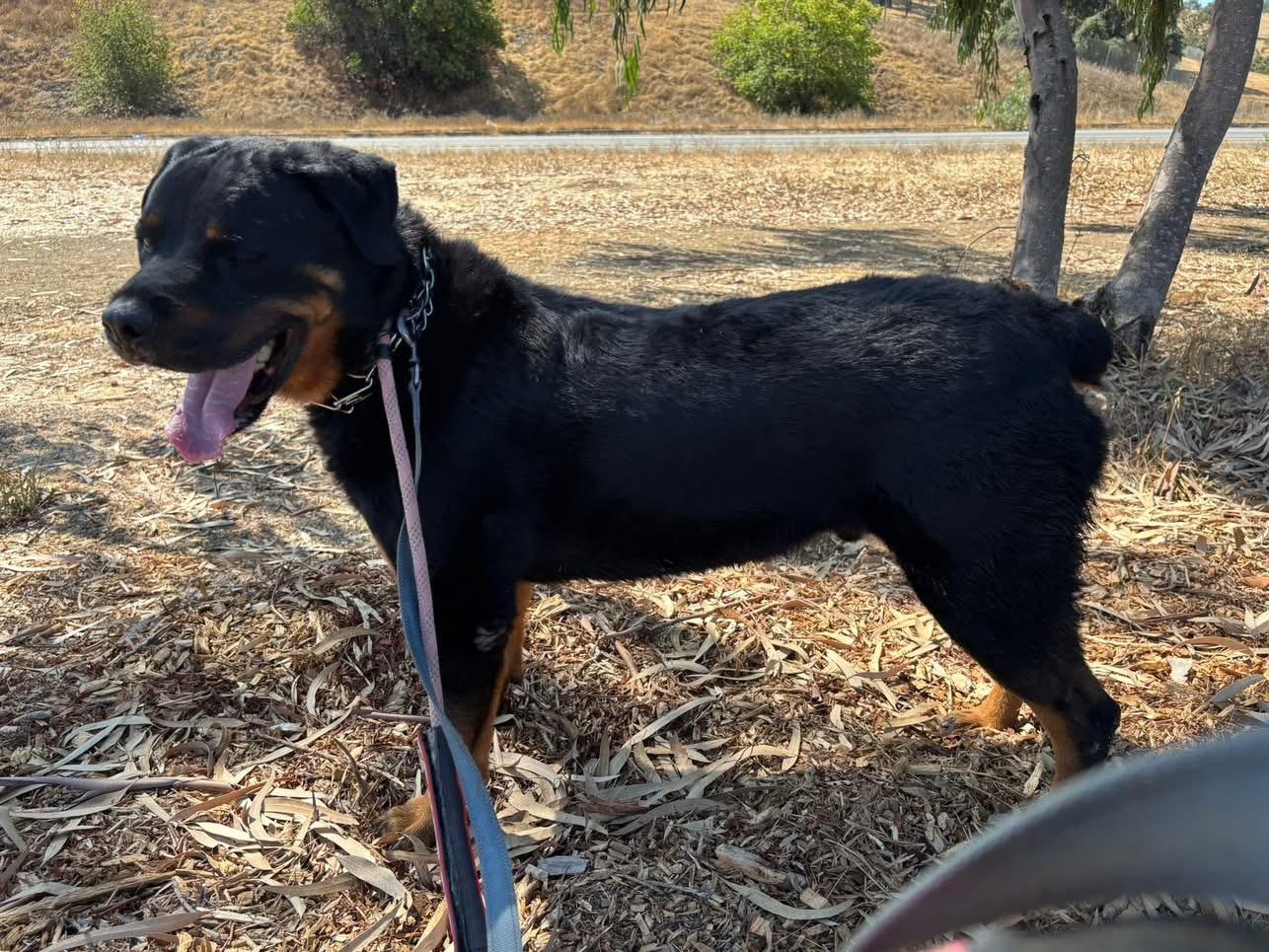 King, a Adoptable Rottweiler in San Jose, CA image 5/5