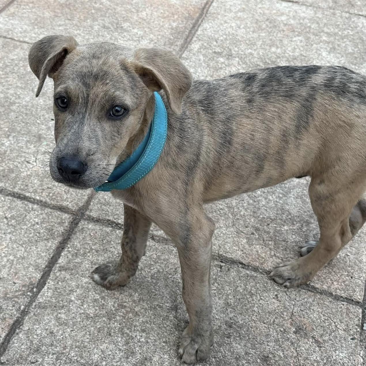 Enlarge .Cider, a Adoptable mixed breed in Hillsborough, NJ image 5/6