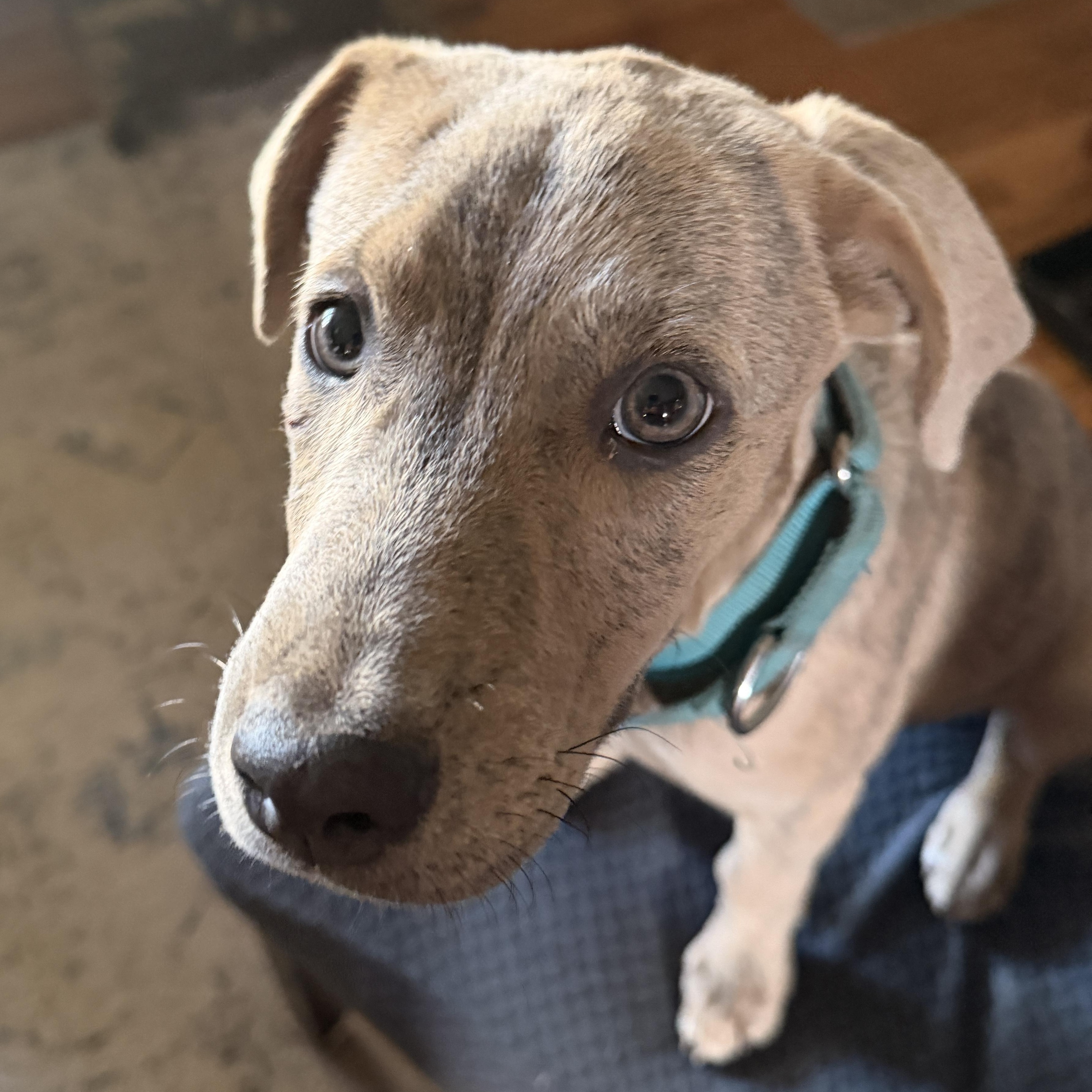 Enlarge .Cider, a Adoptable mixed breed in Hillsborough, NJ image 3/6