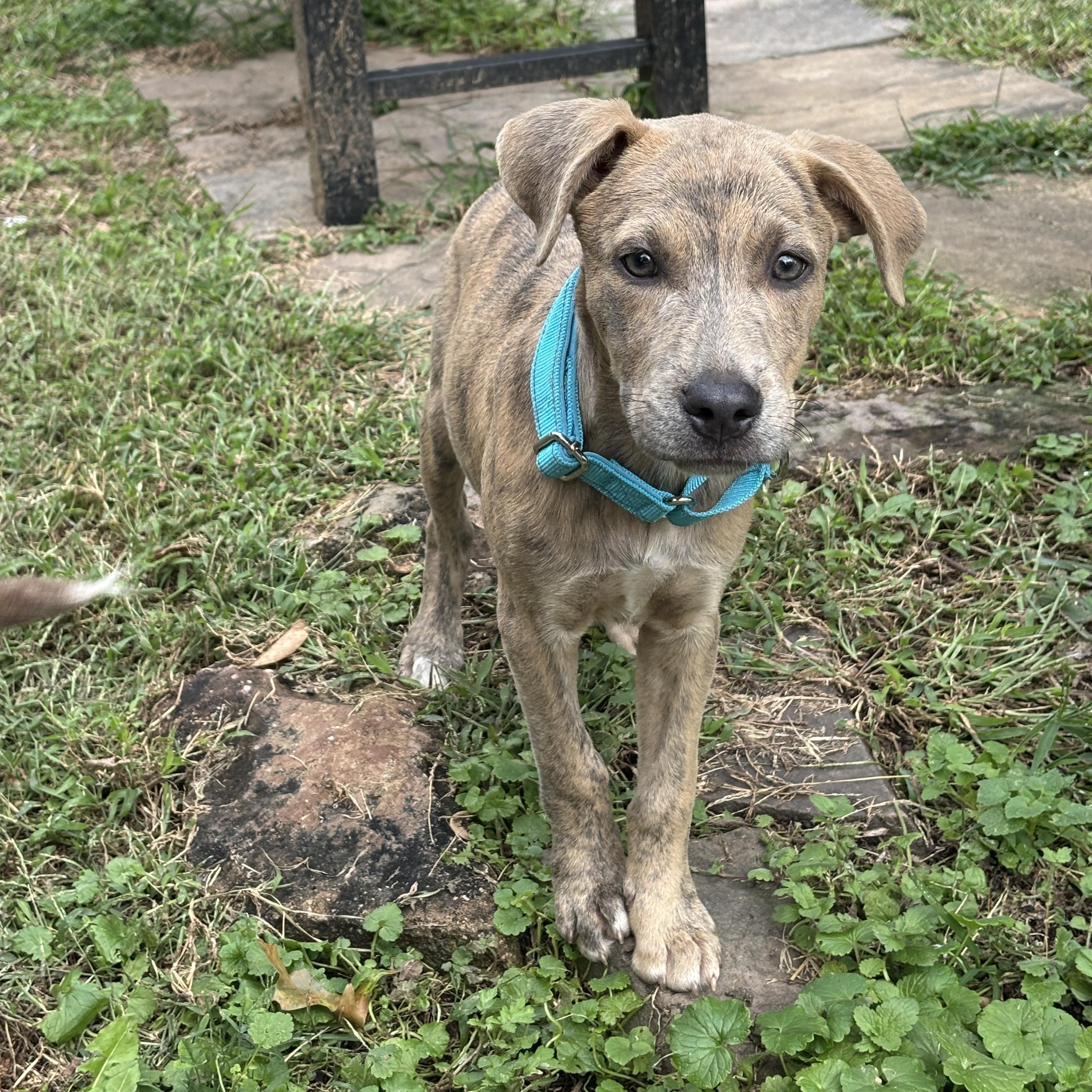 Enlarge .Cider, a Adoptable mixed breed in Hillsborough, NJ image 2/6