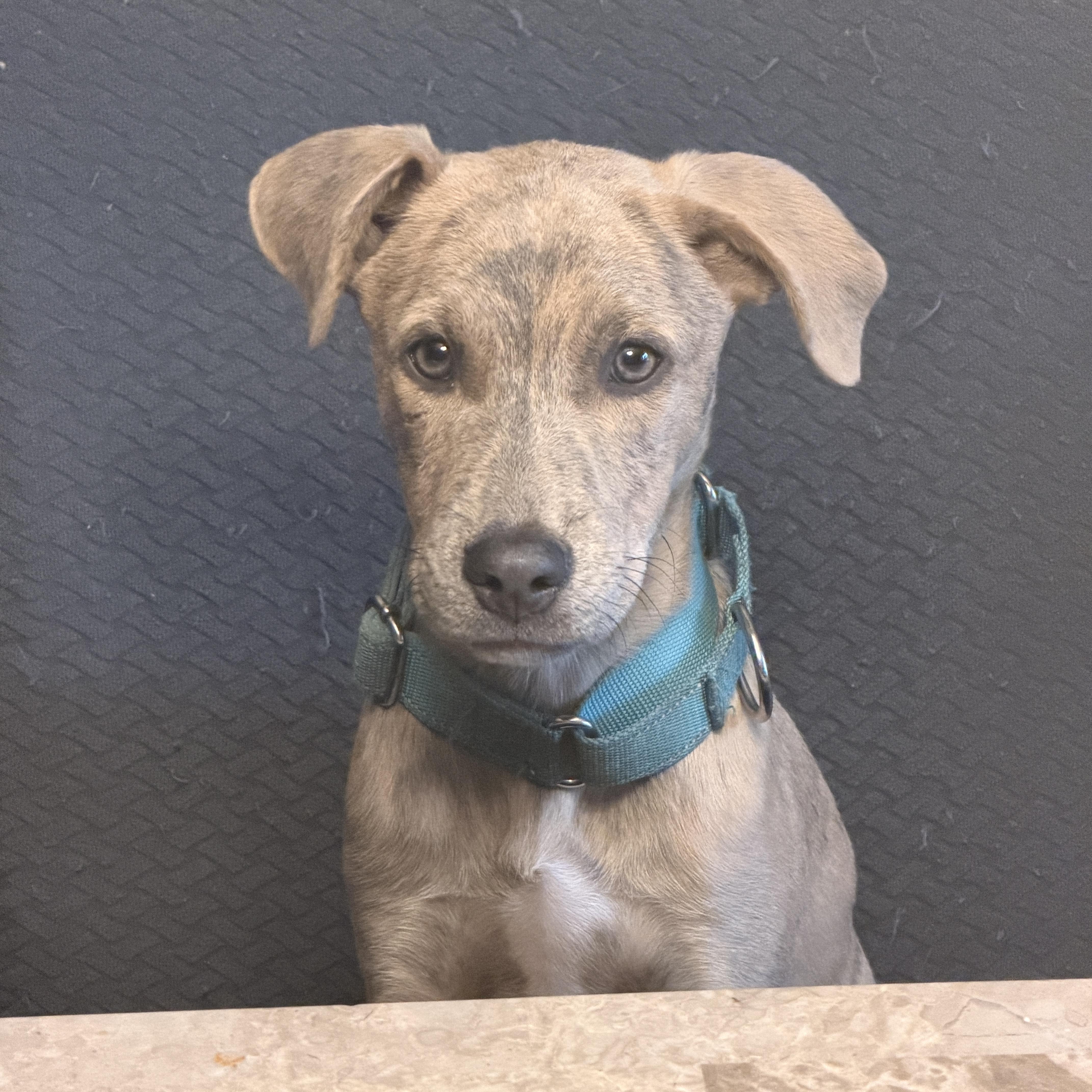 .Cider, Adoptable, Puppy Male Mixed Breed.