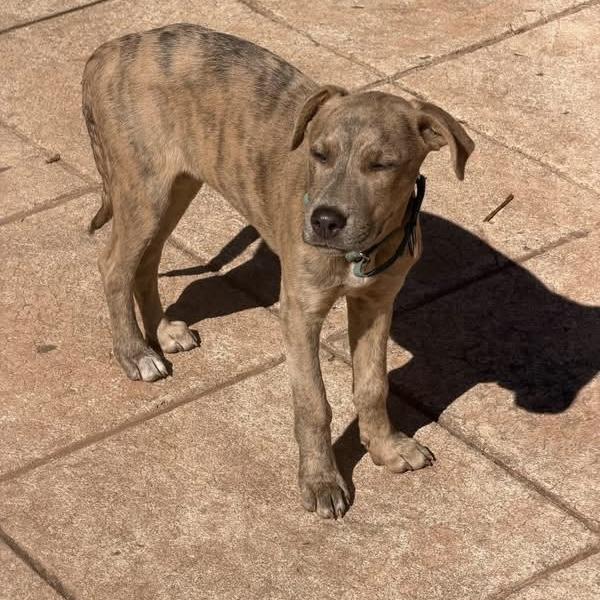 Enlarge .Cider, a Adoptable mixed breed in Hillsborough, NJ image 6/6