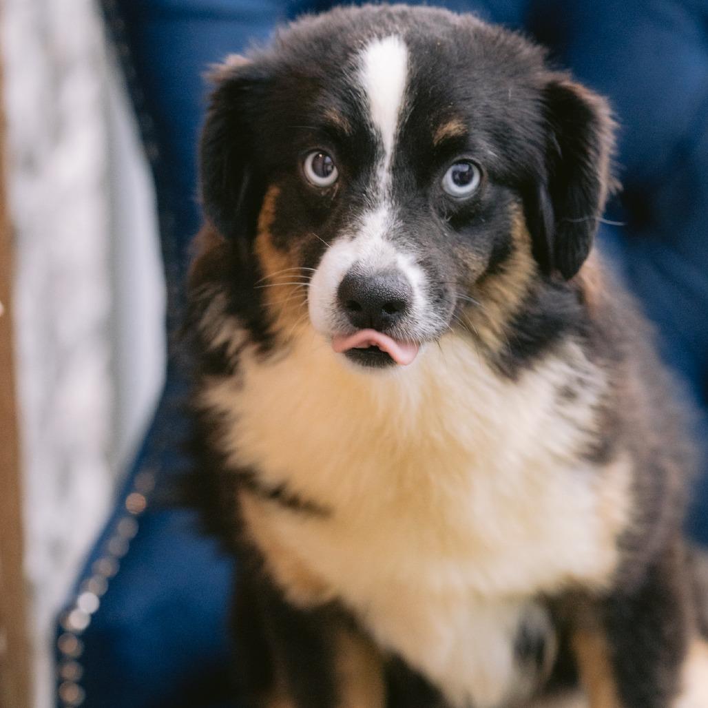 Candace, adopted, Young Female Australian Shepherd.