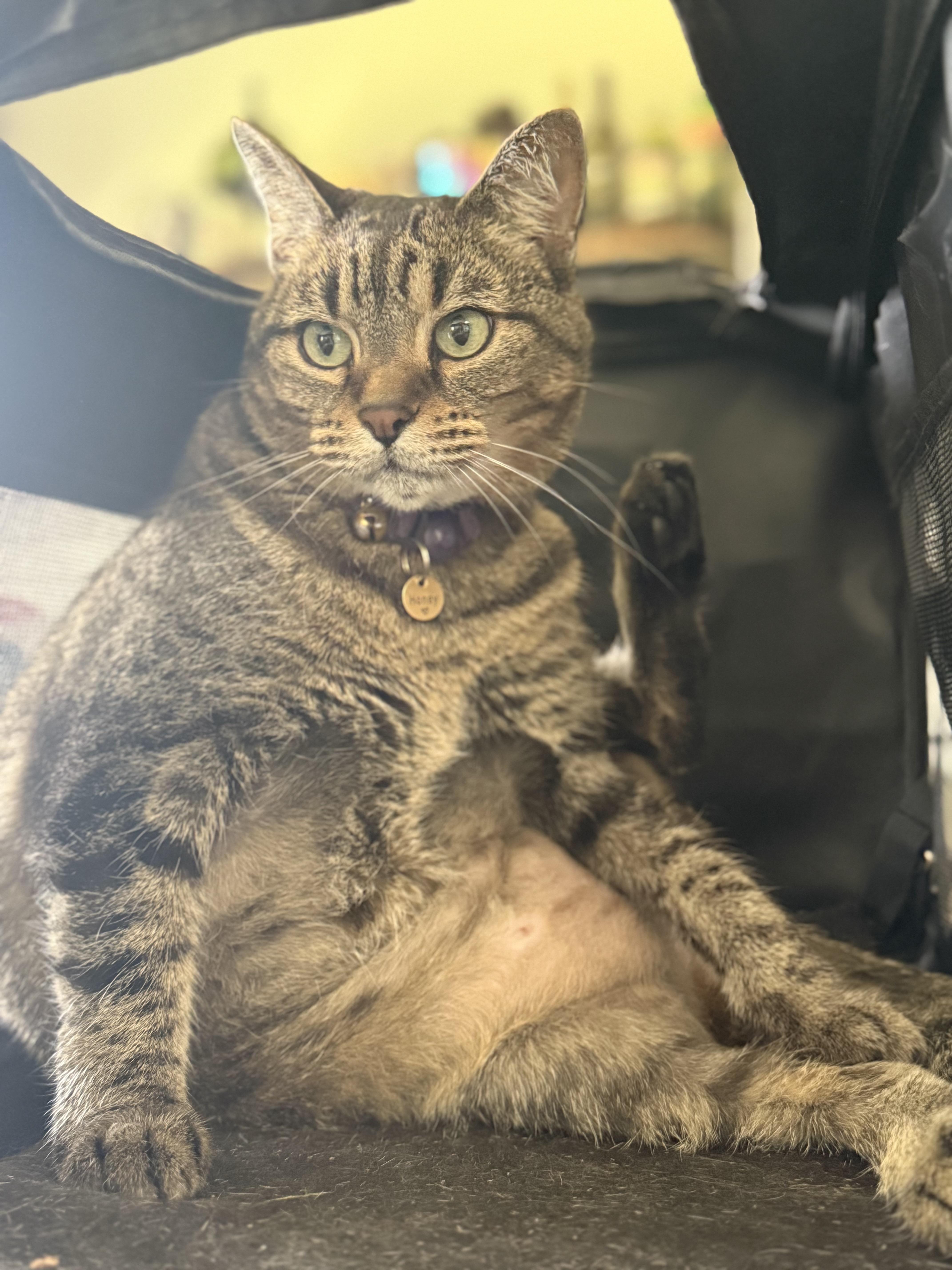 Honey, a Adoptable Tabby in Auburn, WA image 2/6