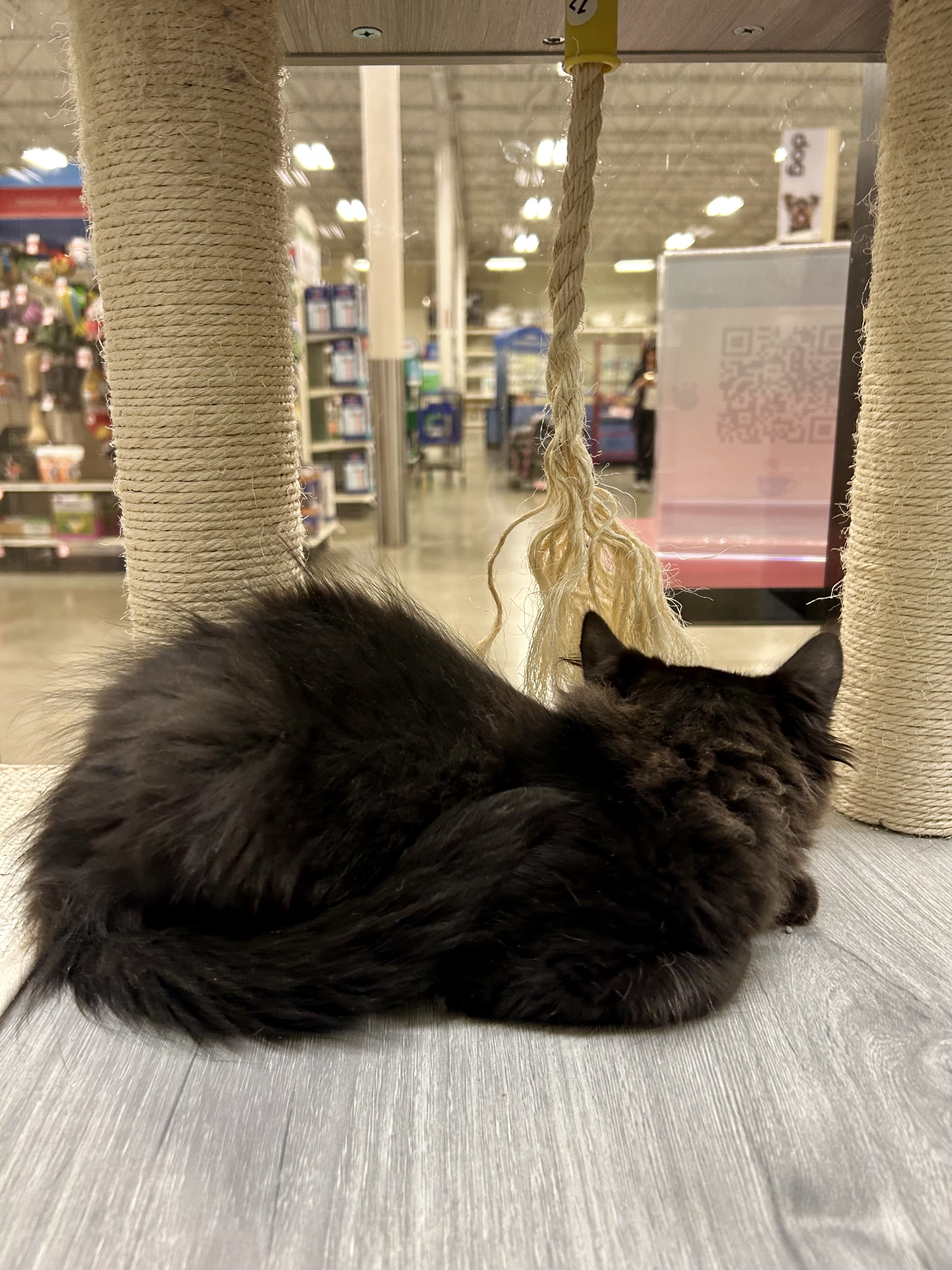 Cat for adoption Oliver Twist, a Maine Coon Mix in Tustin, CA Petfinder