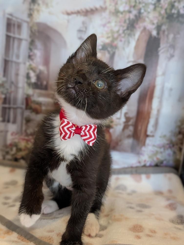 Enlarge Mirabel, a Adoptable Domestic Short Hair in Fremont, CA image 1/4