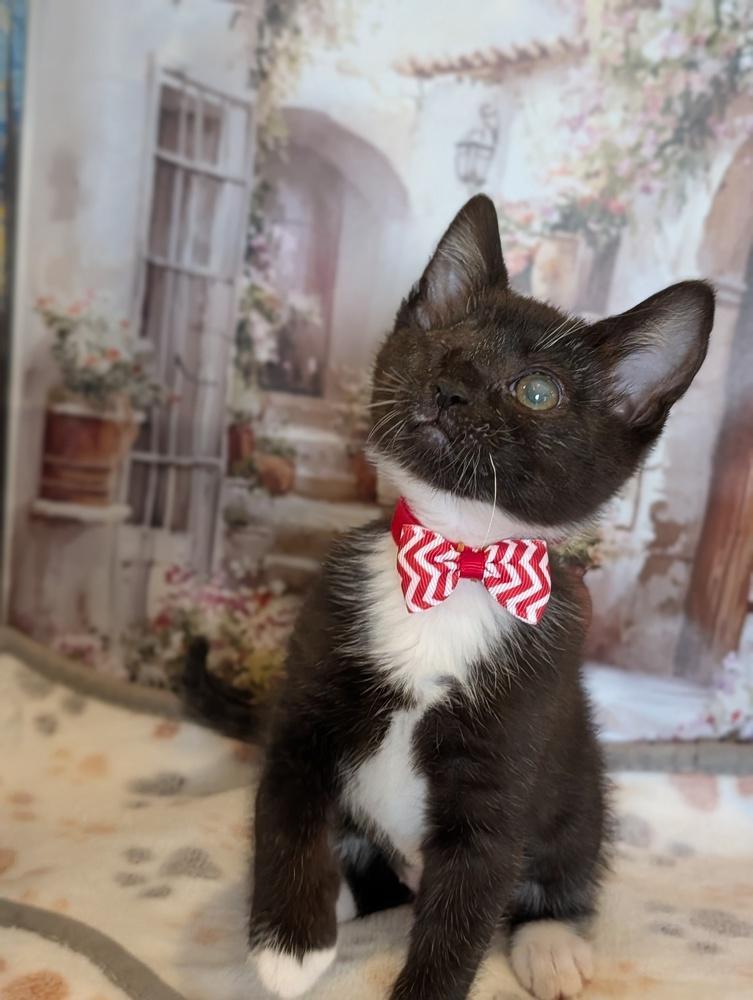 Enlarge Mirabel, a Adoptable Domestic Short Hair in Fremont, CA image 2/4