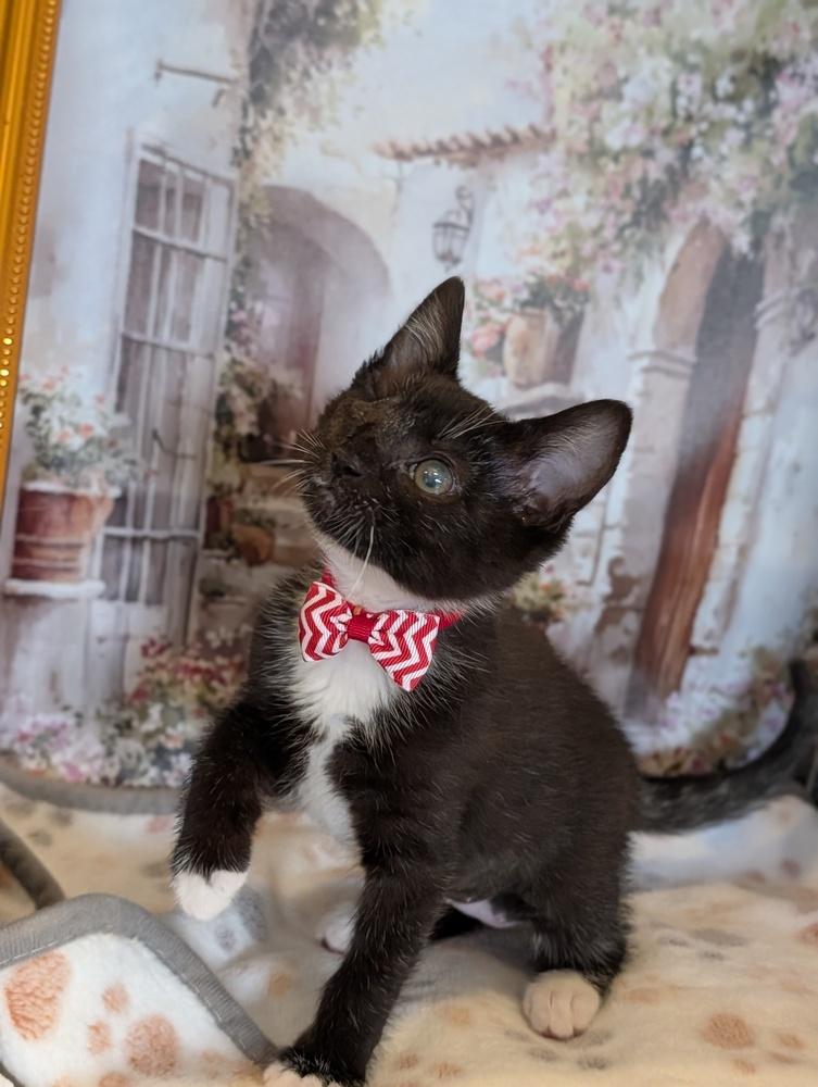 Enlarge Mirabel, a Adoptable Domestic Short Hair in Fremont, CA image 3/4