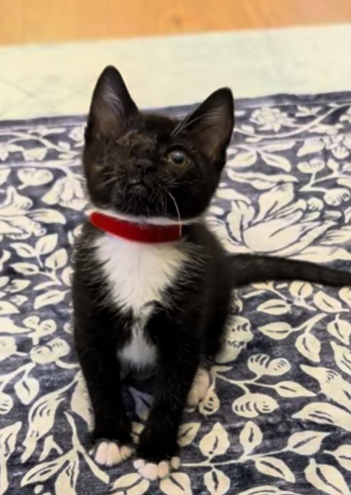 Enlarge Mirabel, a Adoptable Domestic Short Hair in Fremont, CA image 4/4