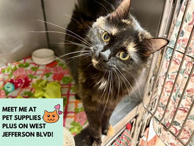 Enlarge MARISSA, a Adoptable Domestic Medium Hair in Fort Wayne, IN image 1/1