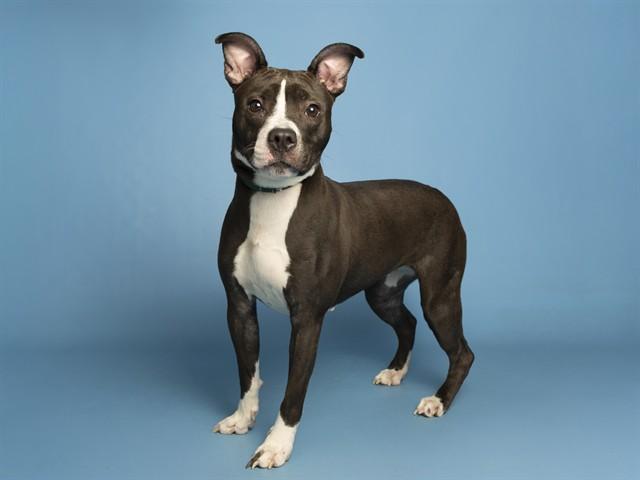 Enlarge JOLENE, a Adoptable Pit Bull Terrier in Phoenix, AZ image 1/1