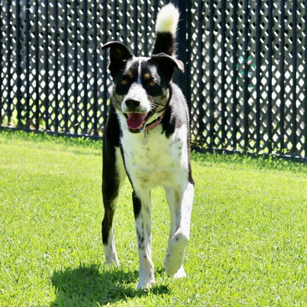 Enlarge Arlo, a Adoptable mixed breed in Dublin, CA image 1/1
