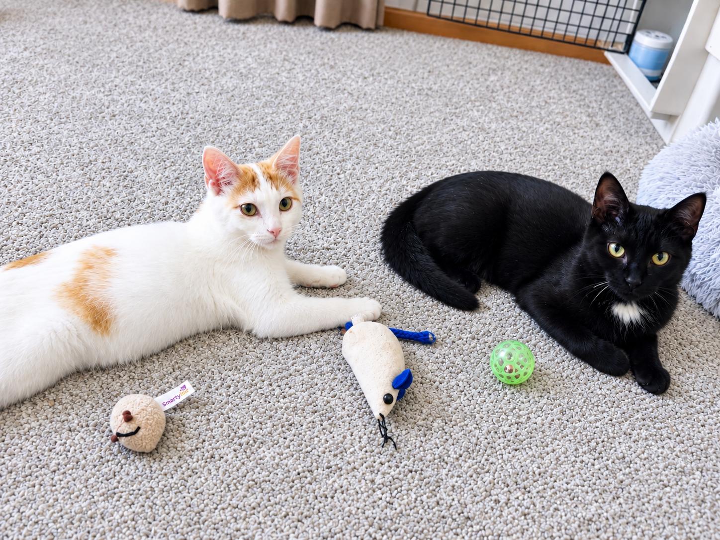 Enlarge Pekoe, a Adoptable Domestic Short Hair in Pickerington, OH image 2/2