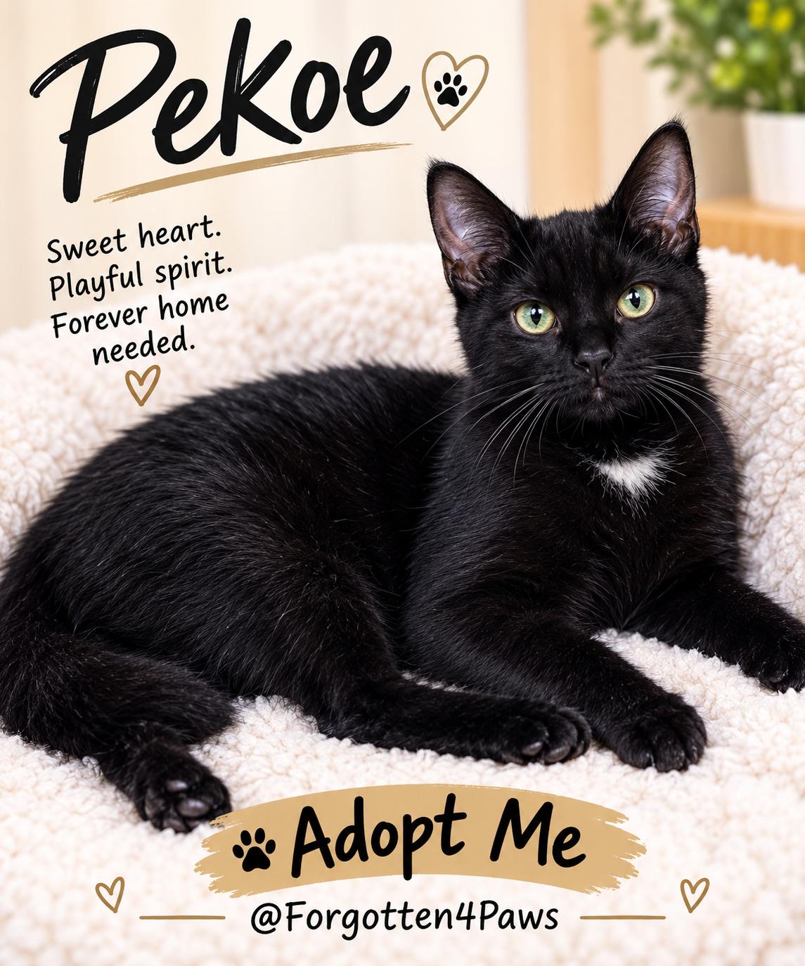 Pekoe, Adoptable, Kitten Male Domestic Short Hair.