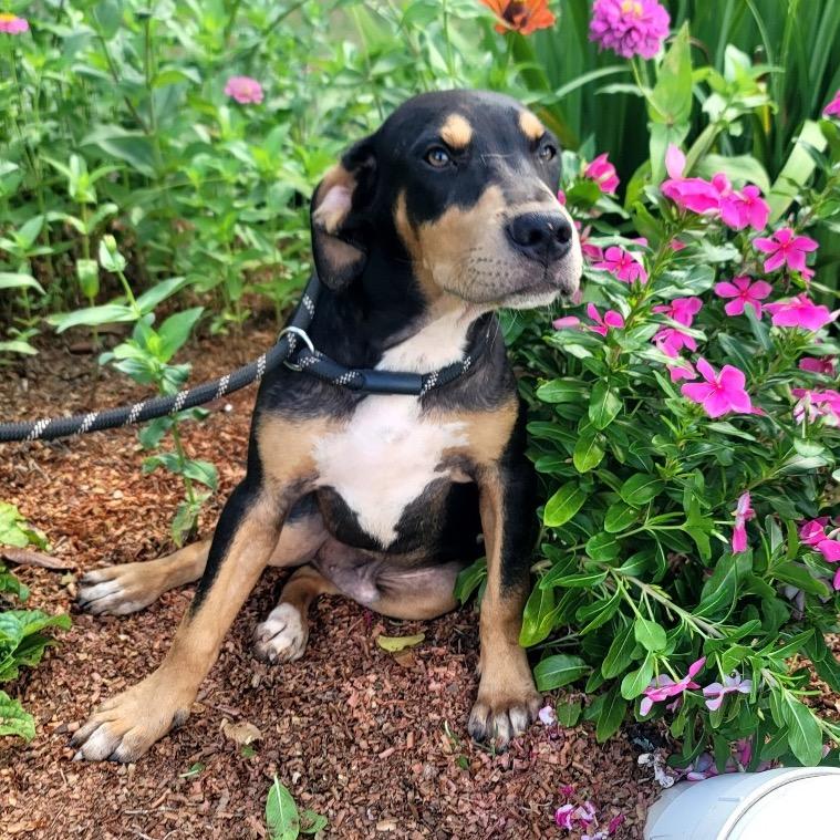Enlarge Presley, a Adopted mixed breed in New Orleans, LA image 1/6