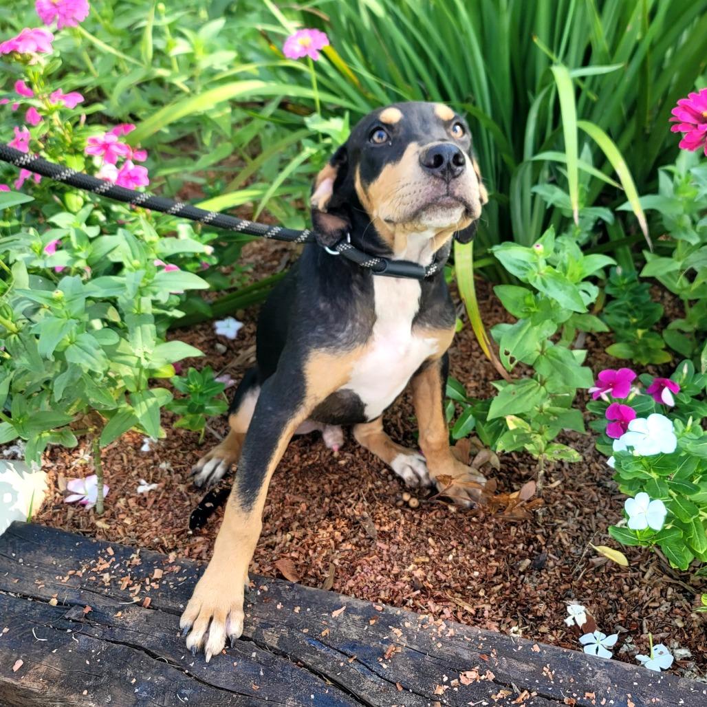 Enlarge Presley, a Adopted mixed breed in New Orleans, LA image 2/6