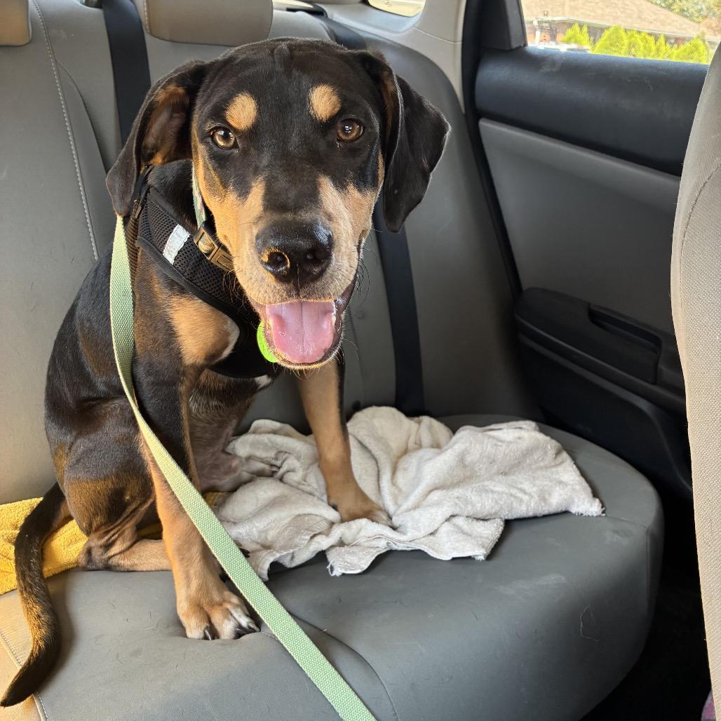 Enlarge Presley, a Adopted mixed breed in New Orleans, LA image 4/6