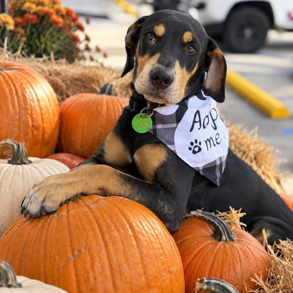 Enlarge Presley, a Adopted mixed breed in New Orleans, LA image 5/6