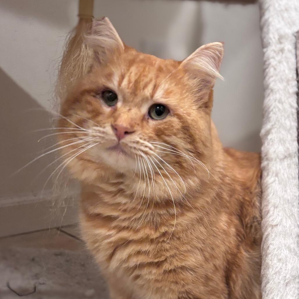 Chooch, Adoptable, Adult Male Domestic Short Hair.