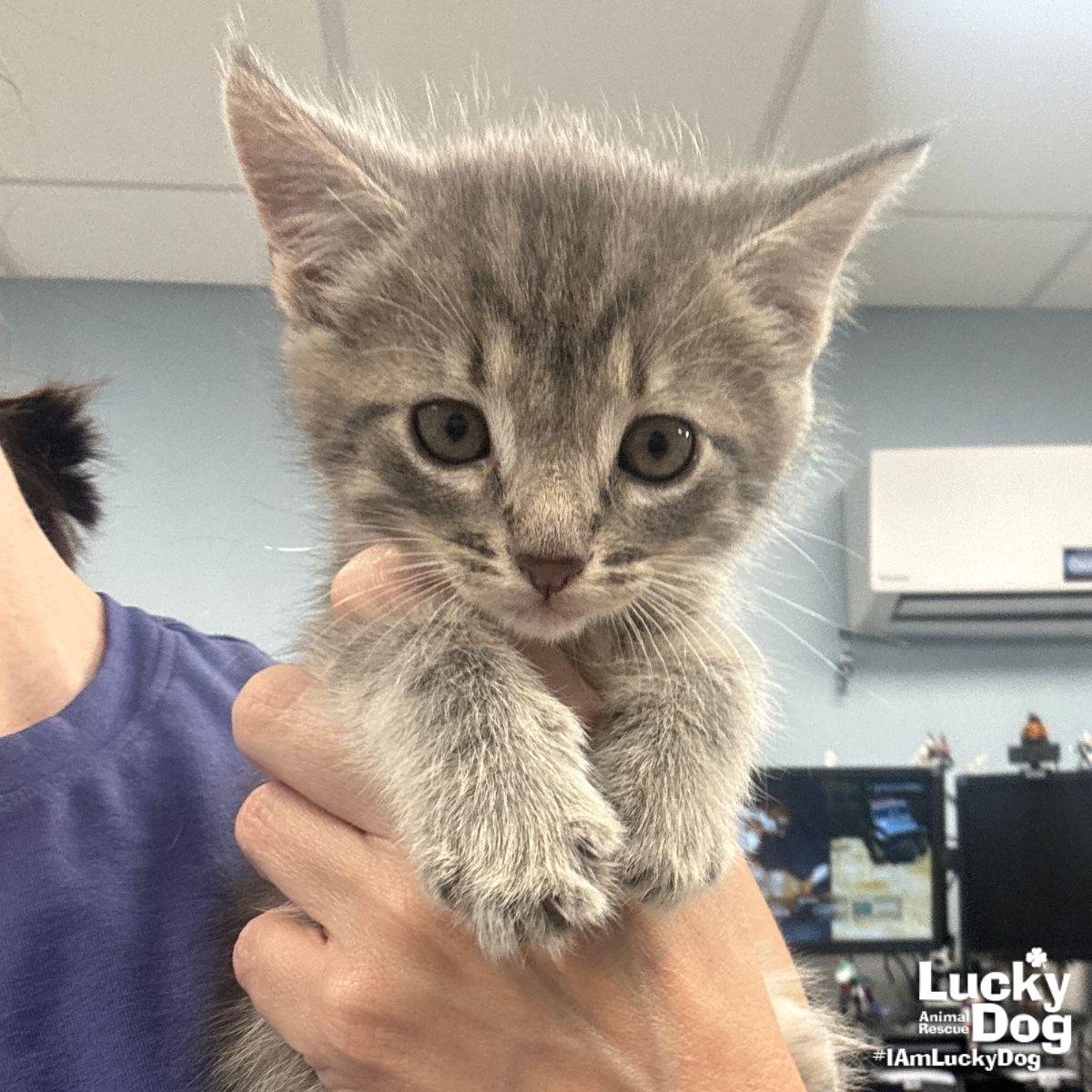 Enlarge Jonas, a Adopted Domestic Short Hair in Washington, DC image 1/2