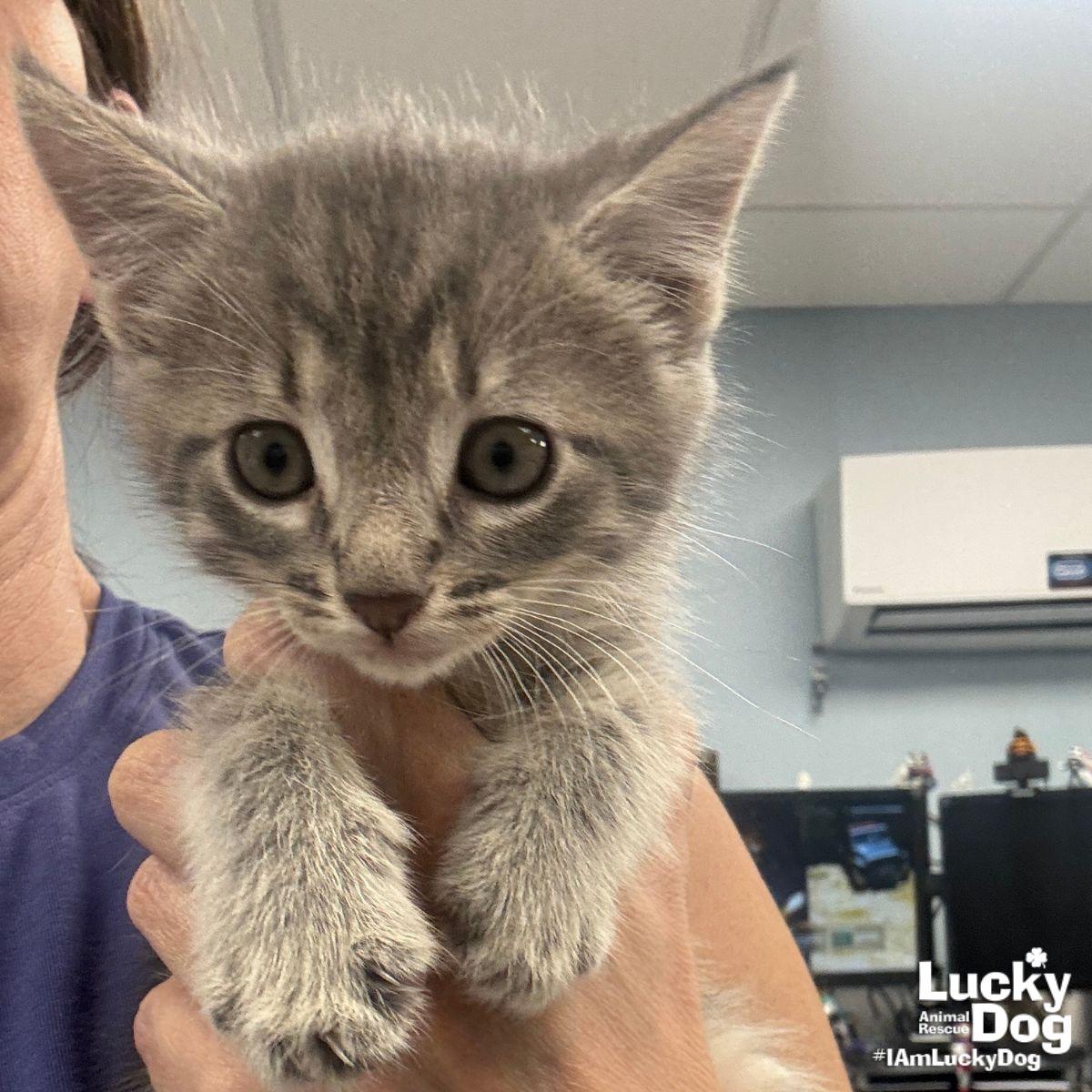 Enlarge Jonas, a Adopted Domestic Short Hair in Washington, DC image 2/2