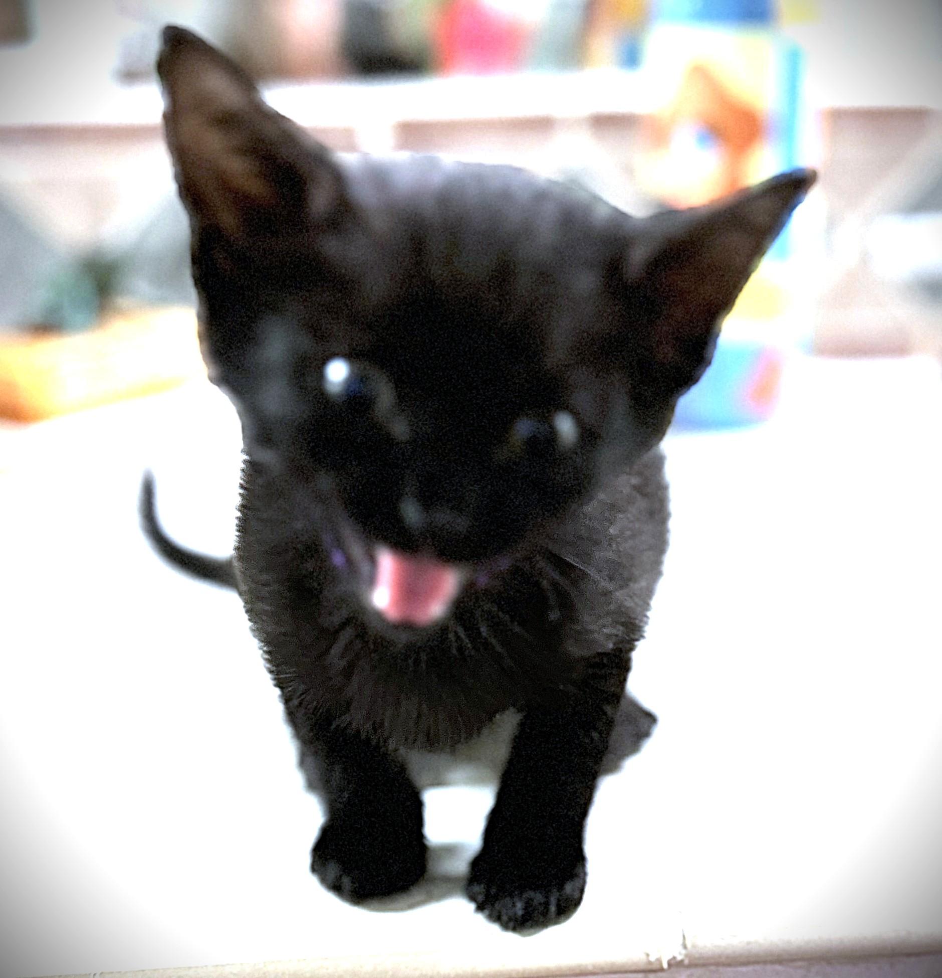 BB (Big Boy), Adopted, Kitten Male Domestic Short Hair.