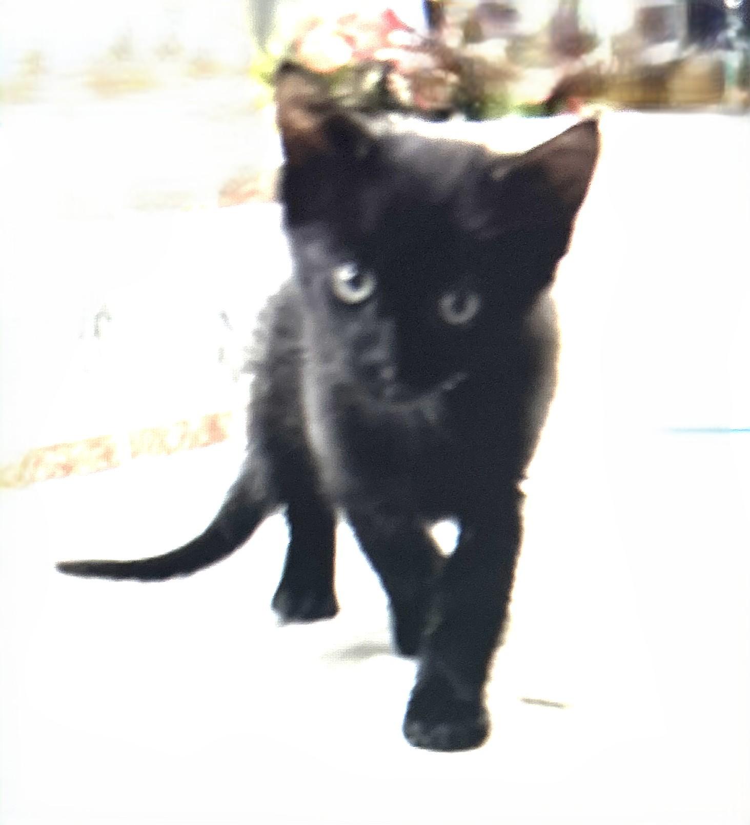 Enlarge BB (Big Boy), a Adopted Domestic Short Hair in Coldspring, TX image 2/2