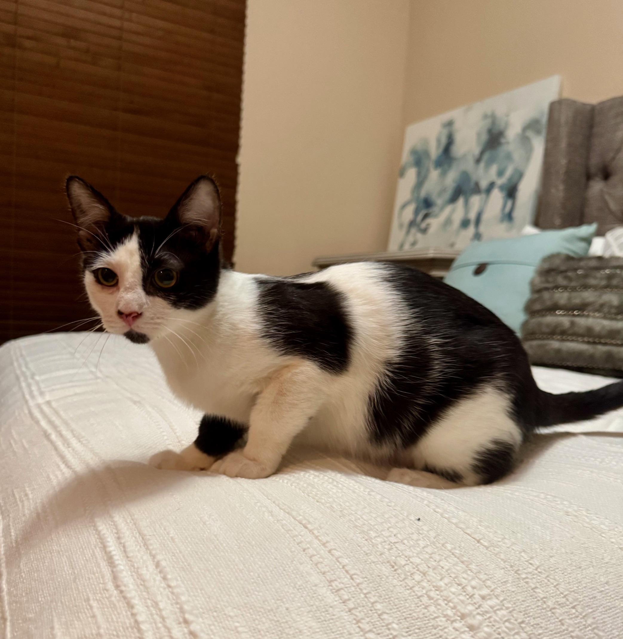 Enlarge Morticia, a Adoptable mixed breed in Albuquerque, NM image 2/5