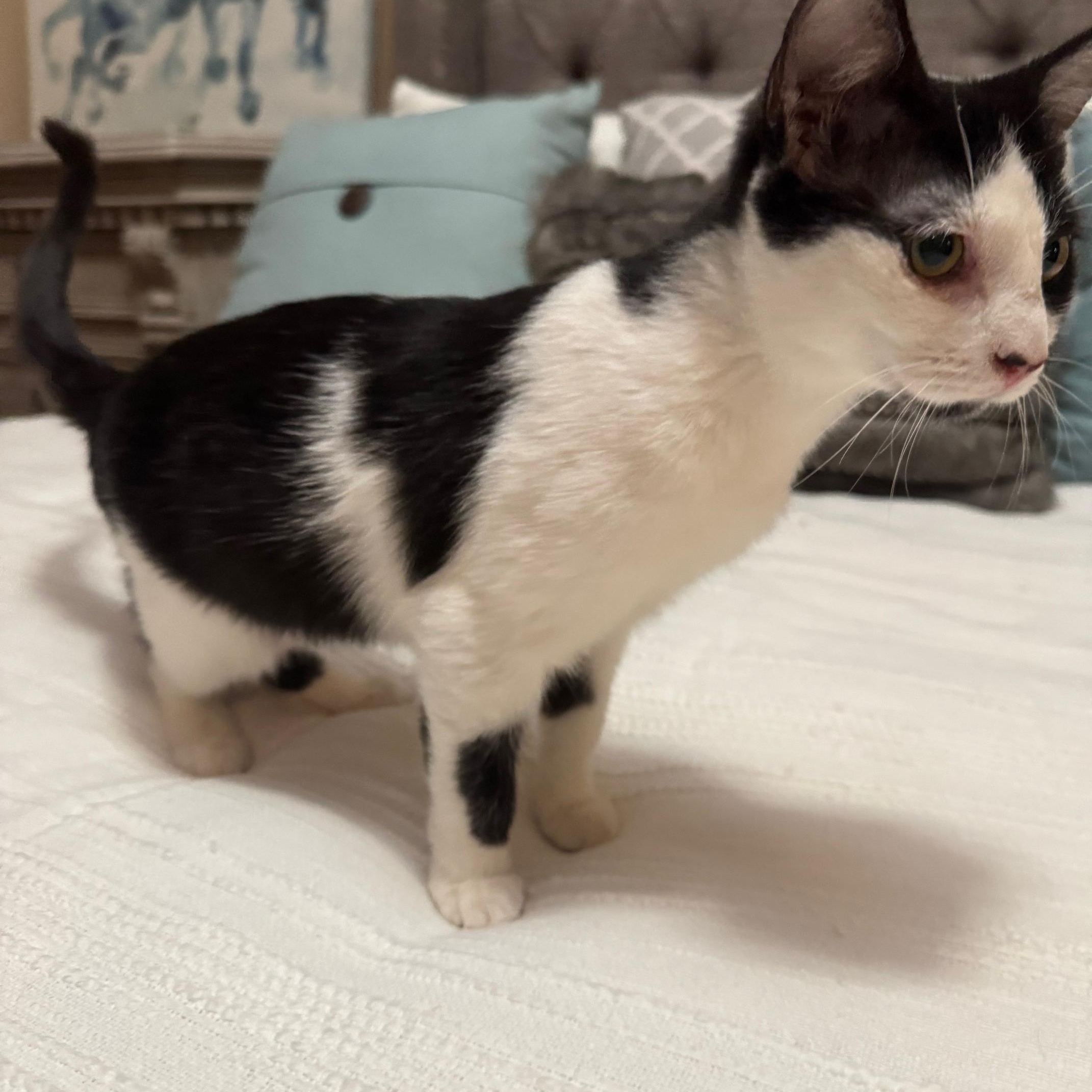 Enlarge Morticia, a Adoptable mixed breed in Albuquerque, NM image 4/5