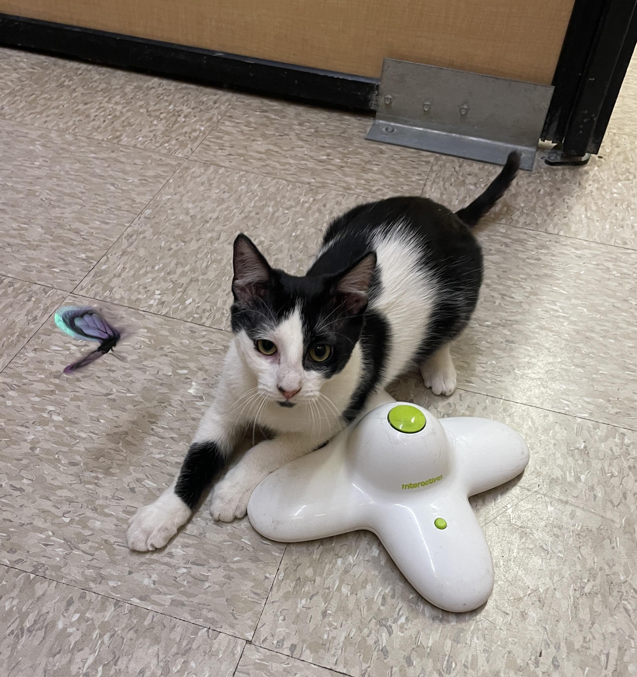 Enlarge Morticia, a Adoptable mixed breed in Albuquerque, NM image 3/6