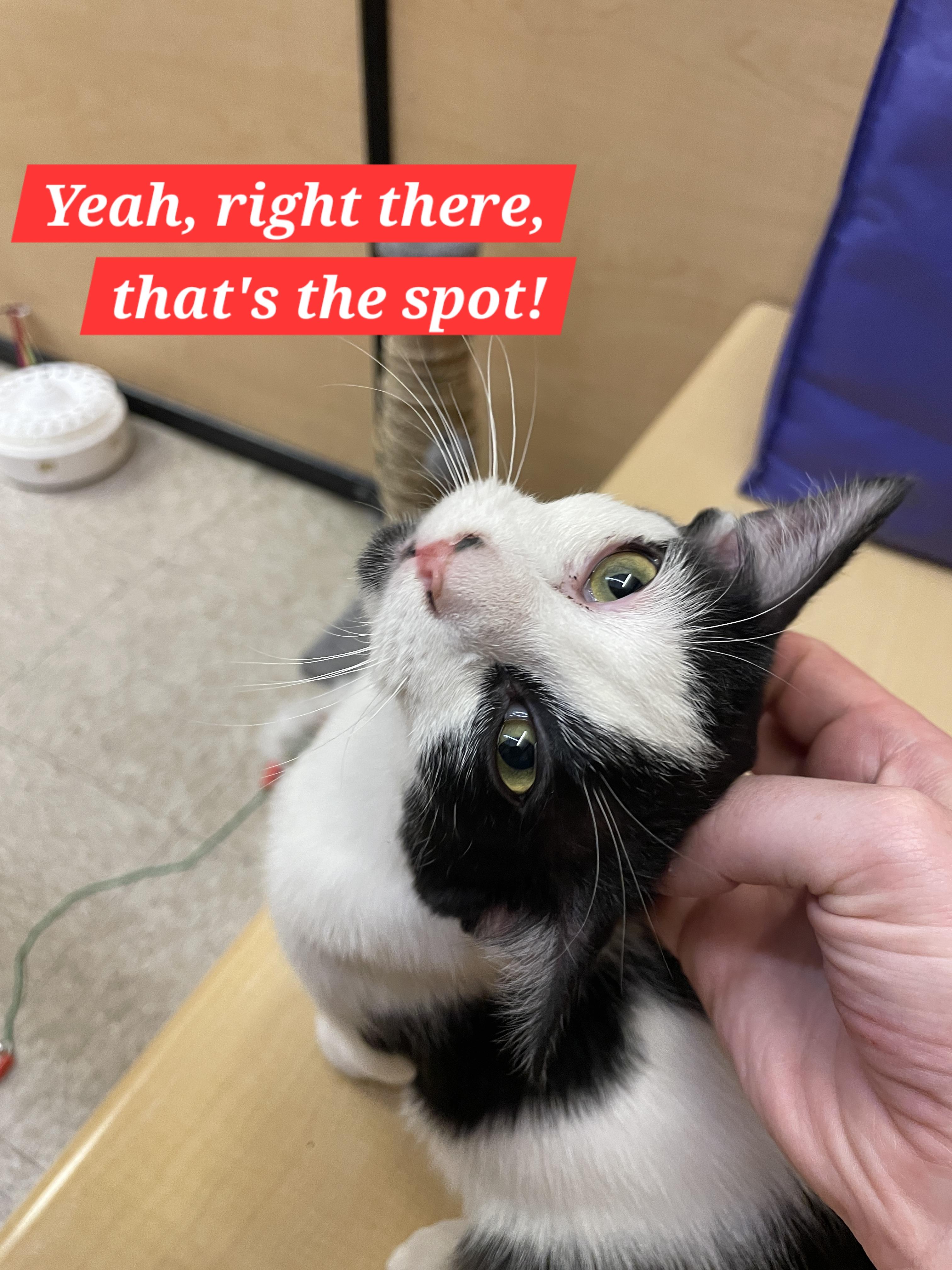 Enlarge Morticia, a Adoptable mixed breed in Albuquerque, NM image 1/6