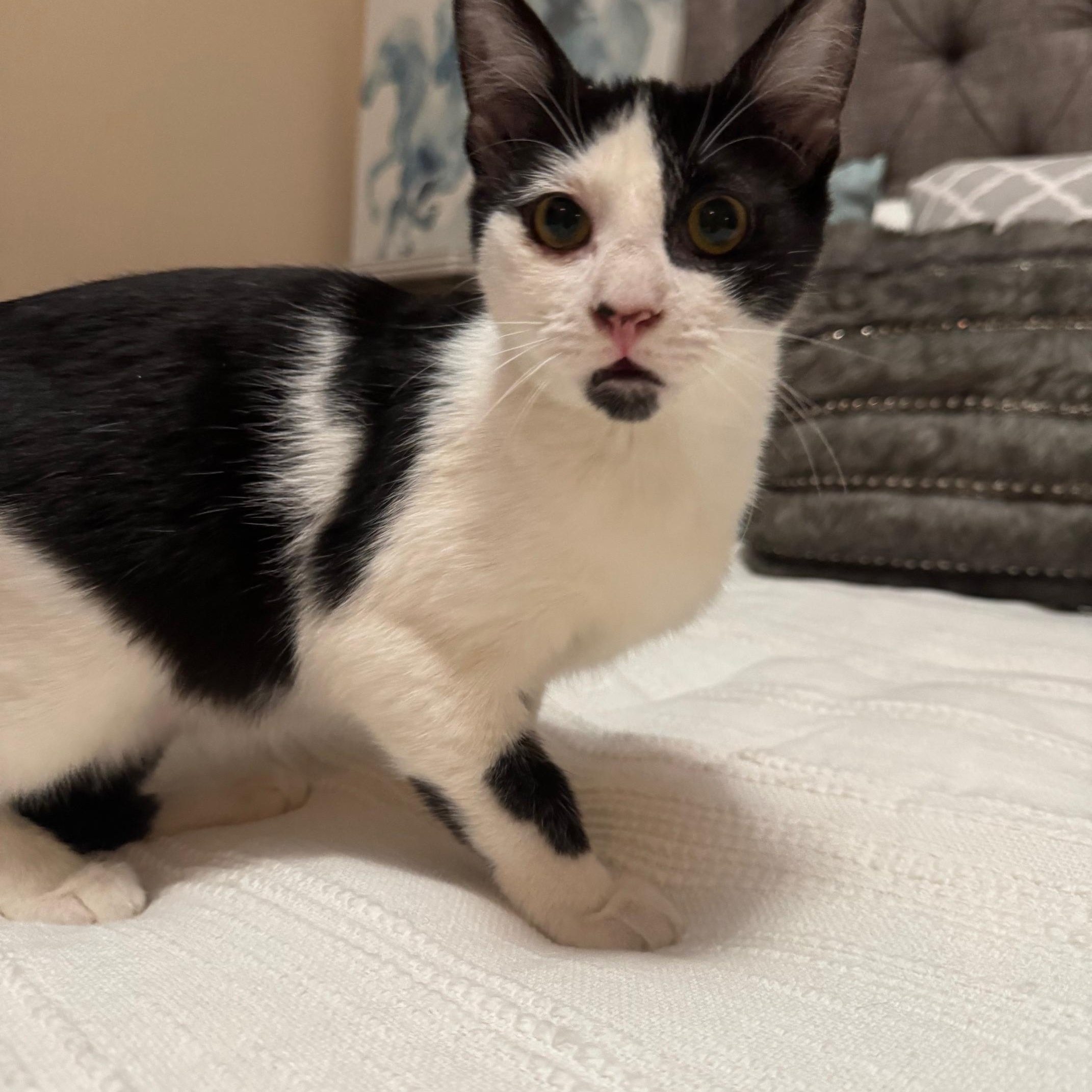 Enlarge Morticia, a Adoptable mixed breed in Albuquerque, NM image 3/5