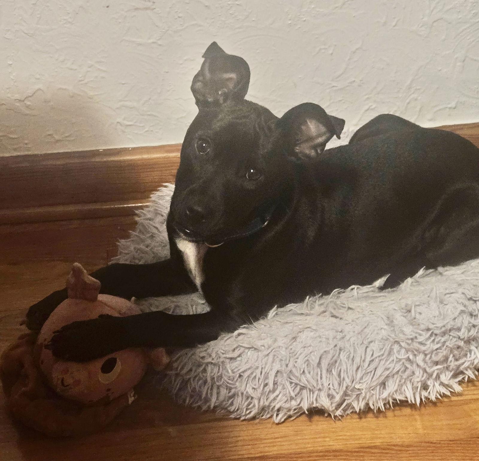 Simba, Adoptable, Young Male Pug & Terrier.