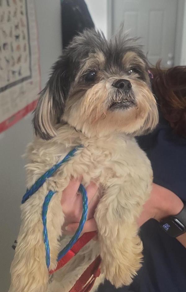 26-04-1079 Pippa, Adoptable, Adult Female Shih Tzu.