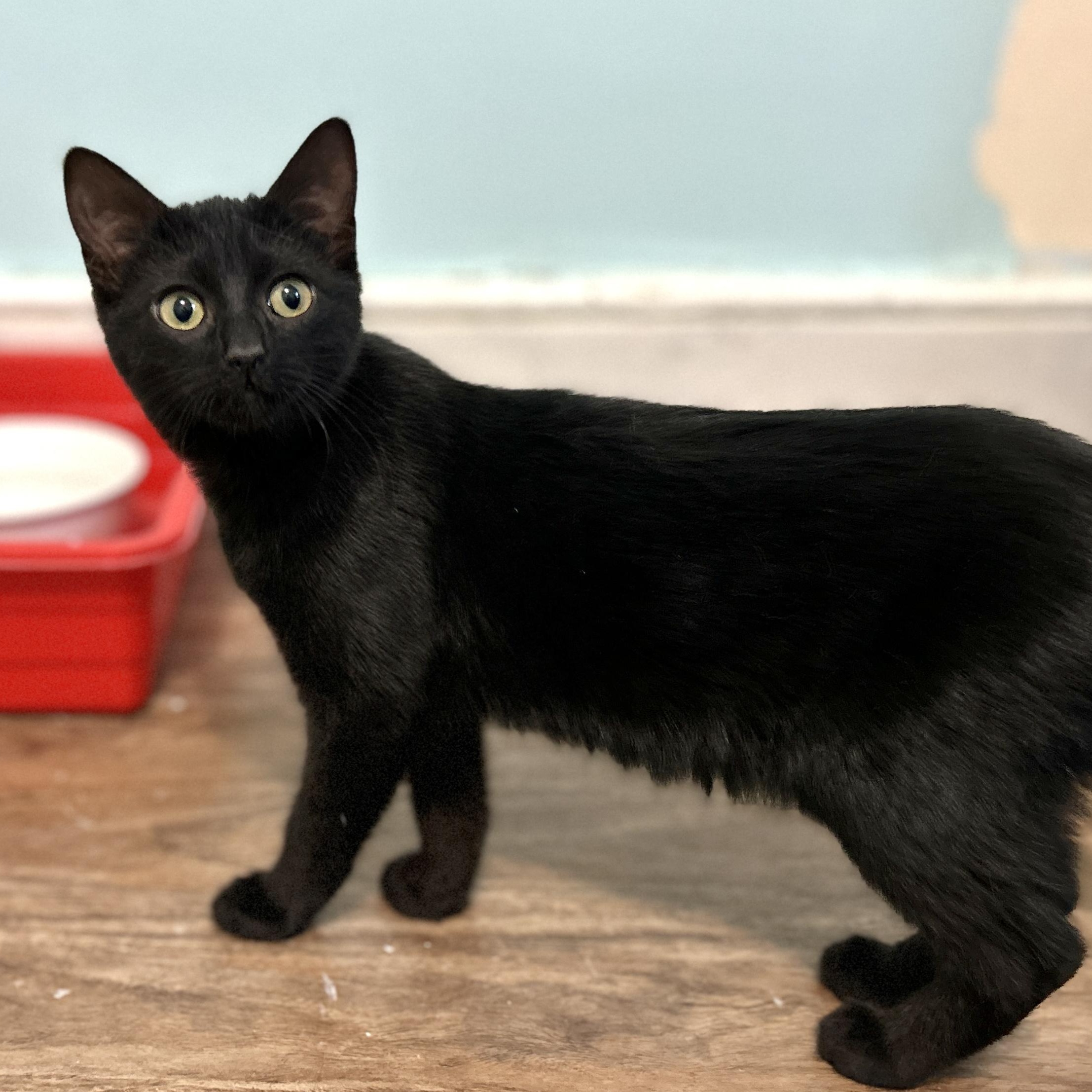 Kiwi, ADOPTABLE, Kitten Female Domestic Short Hair.