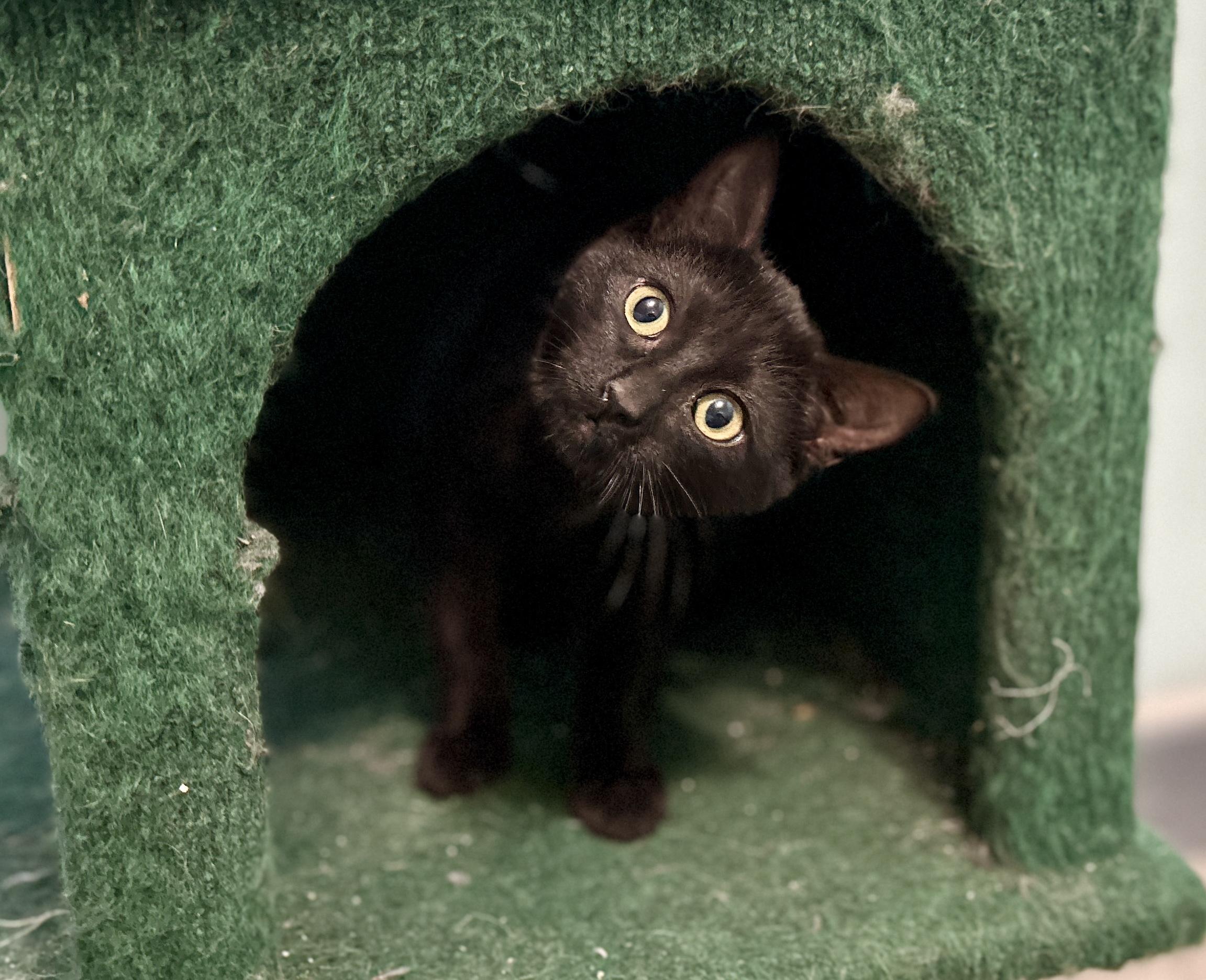 Kiwi, a ADOPTABLE Domestic Short Hair in Guelph, ON image 5/6