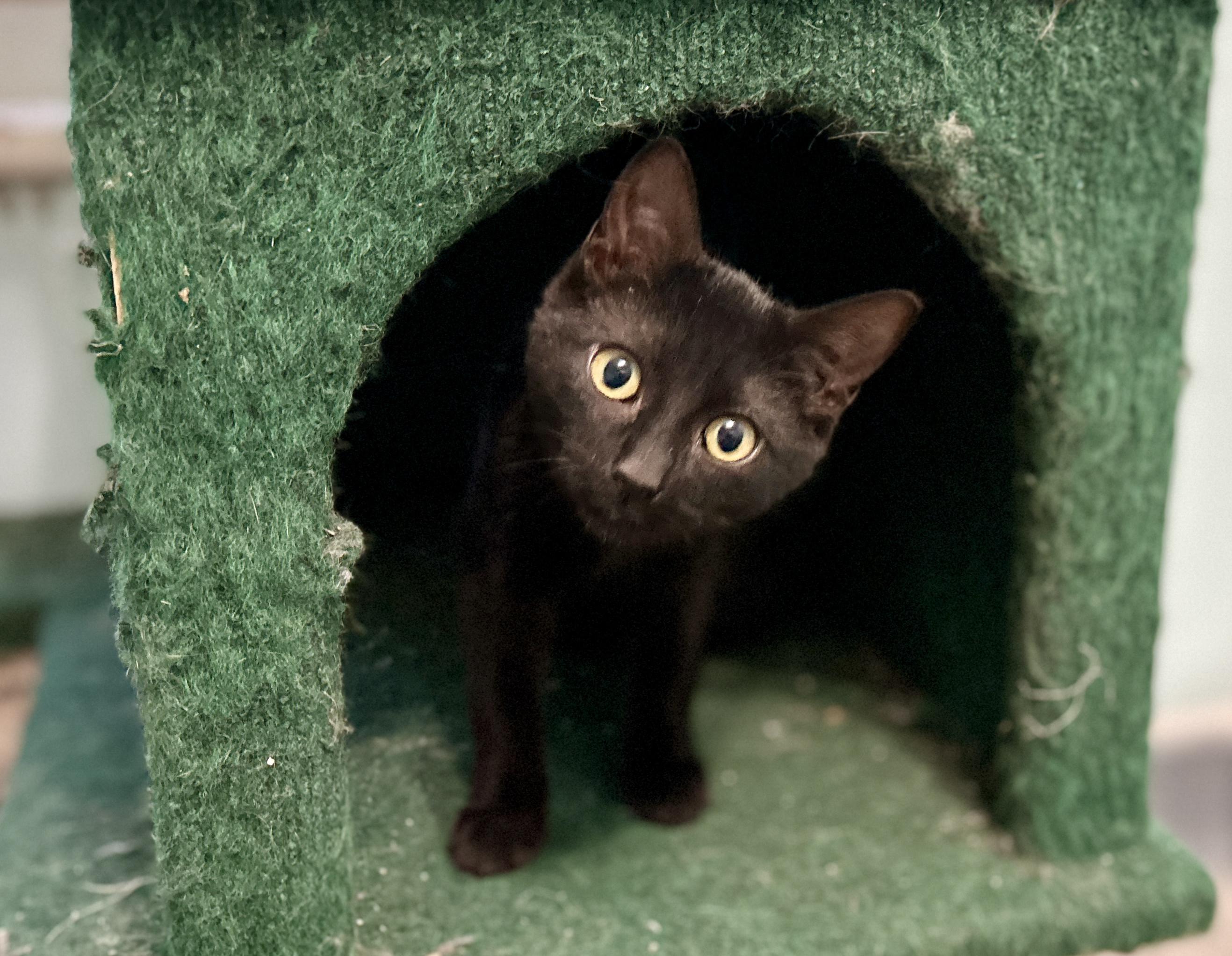 Kiwi, a ADOPTABLE Domestic Short Hair in Guelph, ON image 2/6