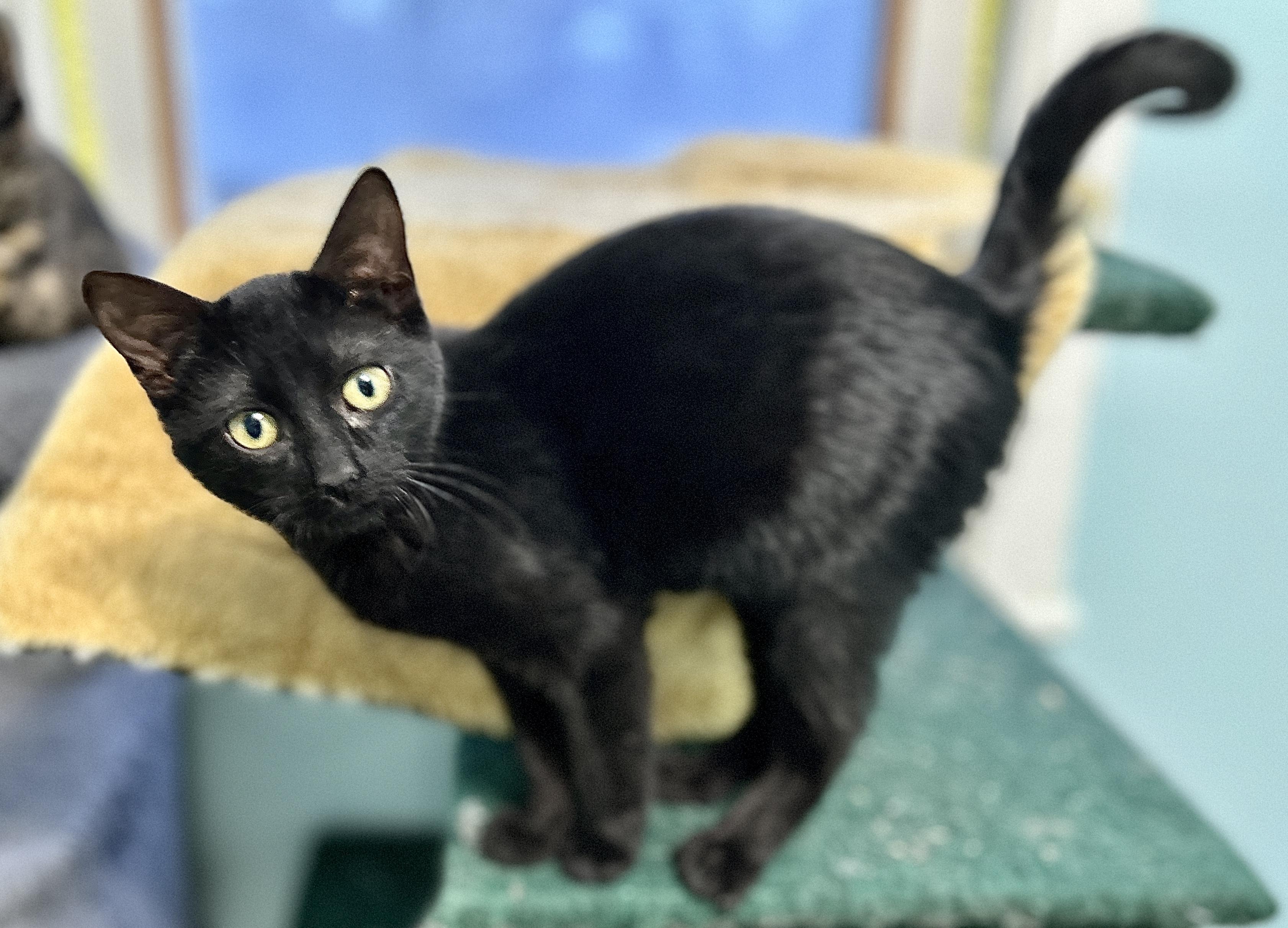 Kiwi, a ADOPTABLE Domestic Short Hair in Guelph, ON image 6/6