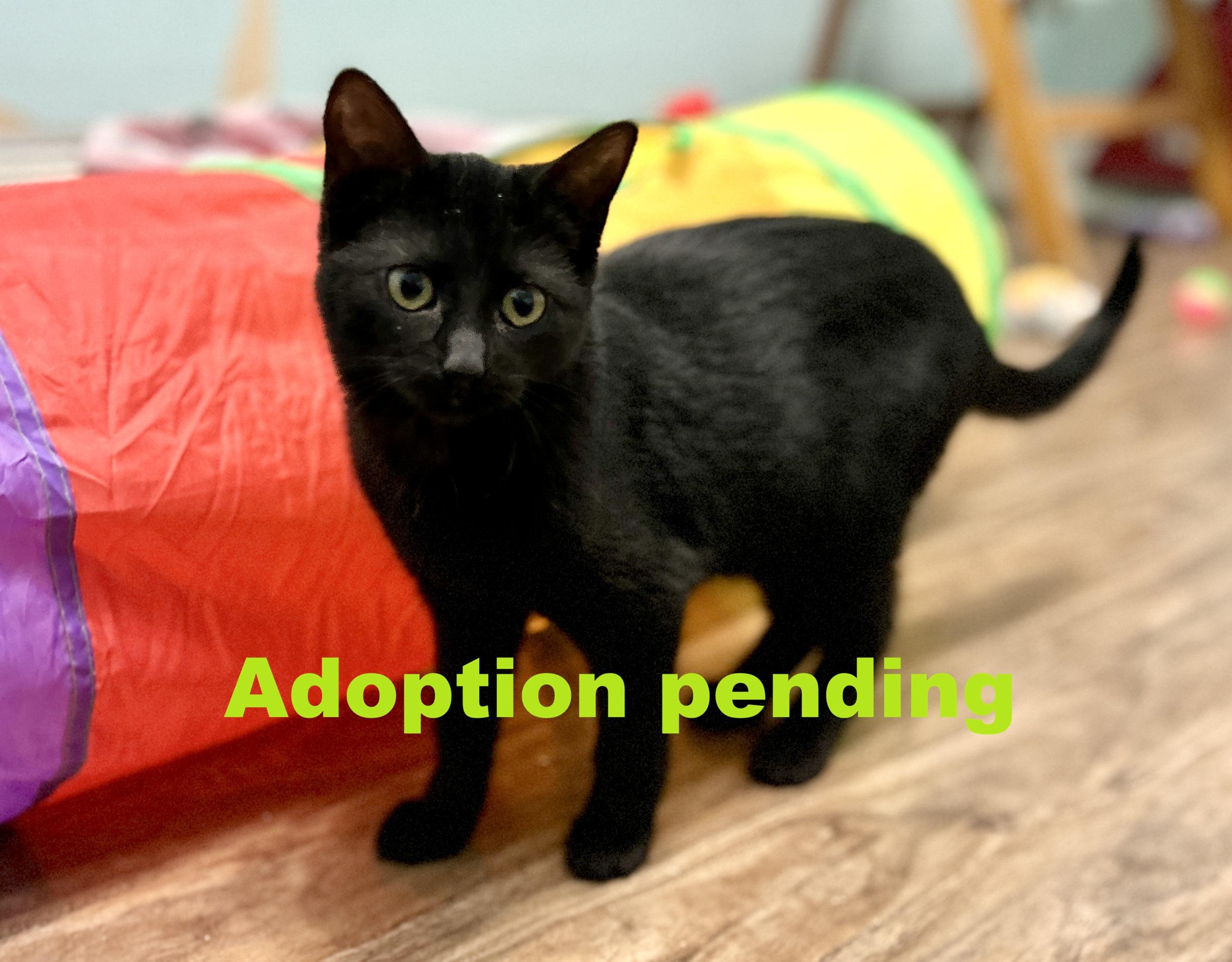 Kiwi, adopted, Kitten Female Domestic Short Hair.