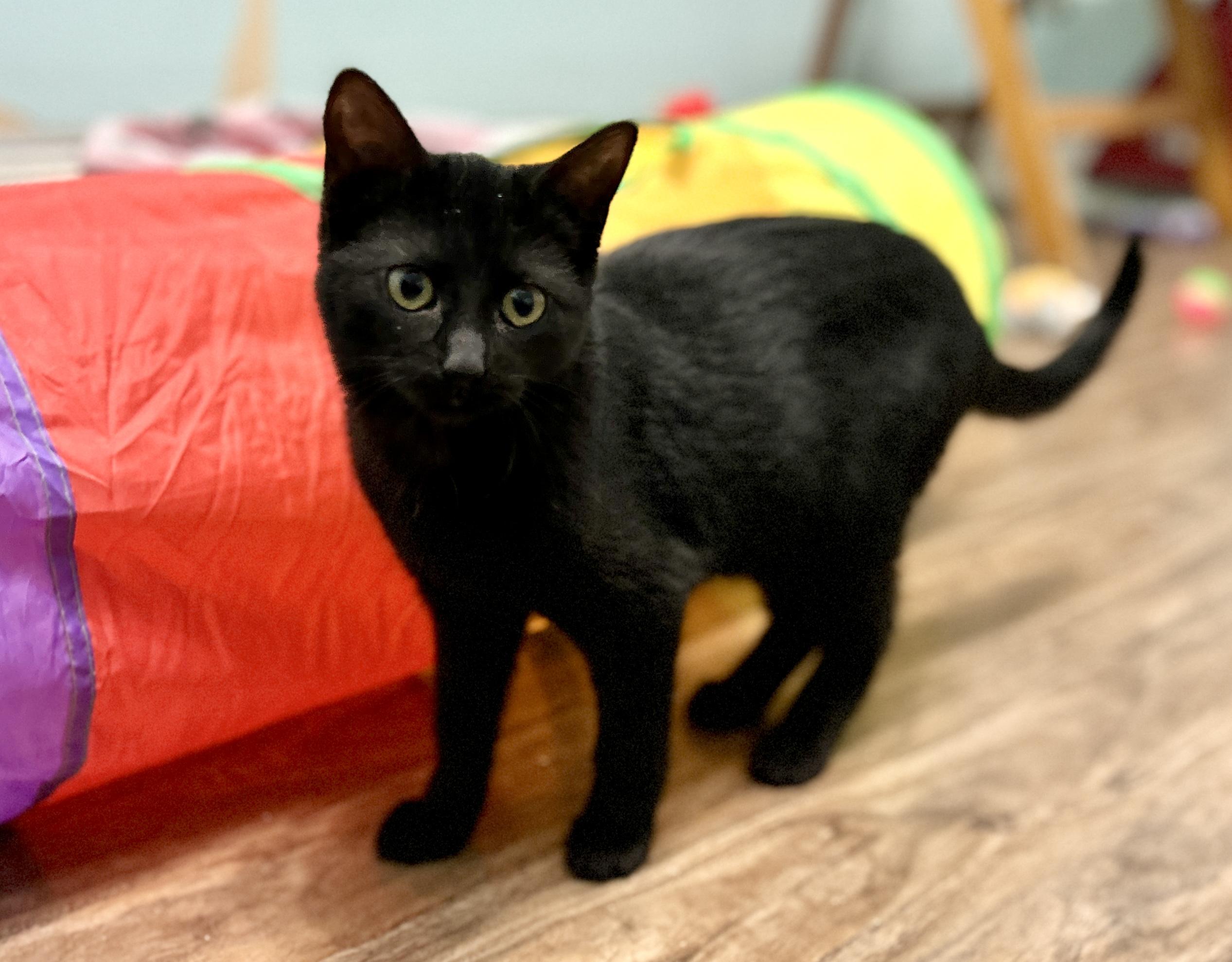 Kiwi, a ADOPTABLE Domestic Short Hair in Guelph, ON image 3/6