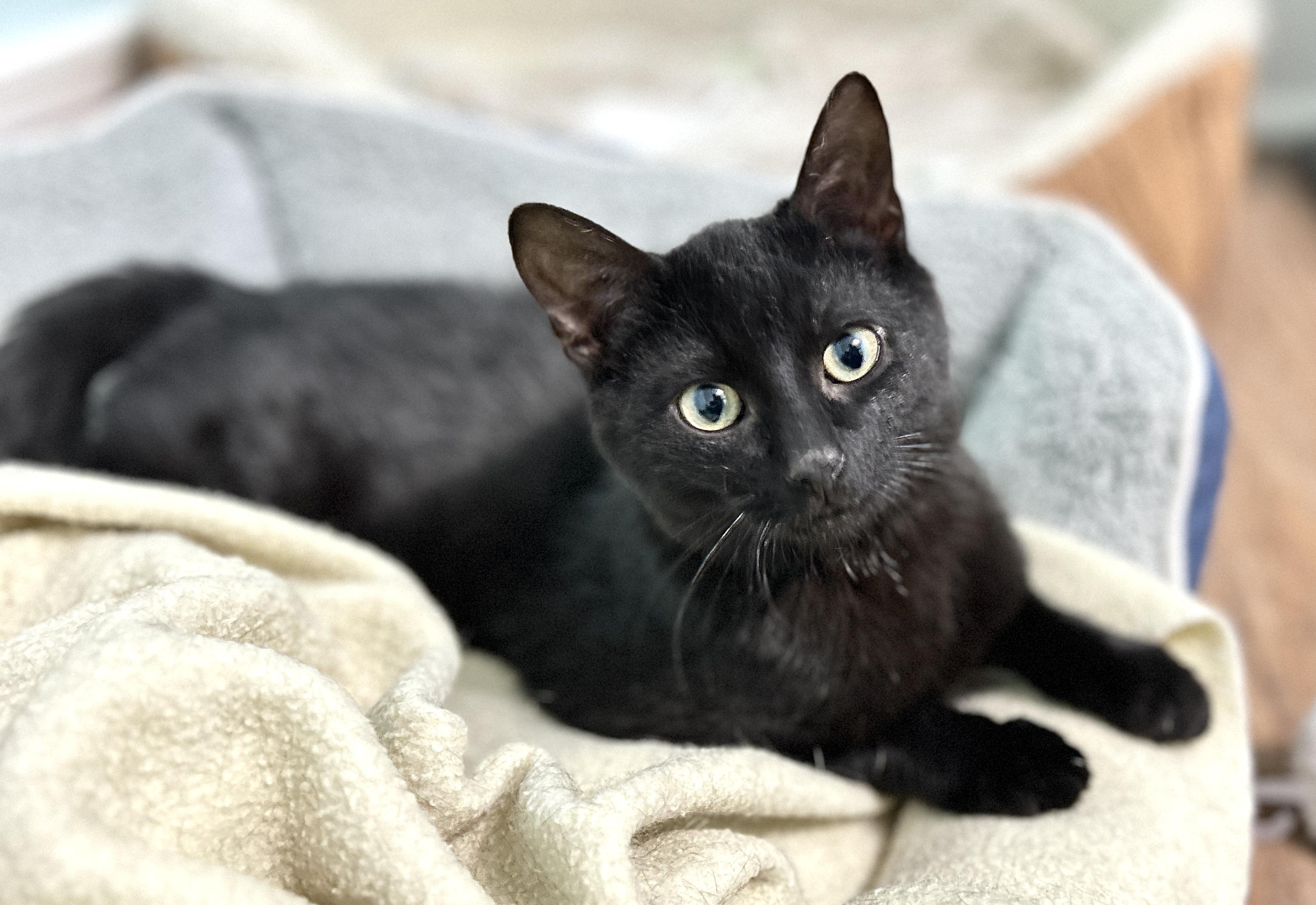 Kiwi, a ADOPTABLE Domestic Short Hair in Guelph, ON image 4/6