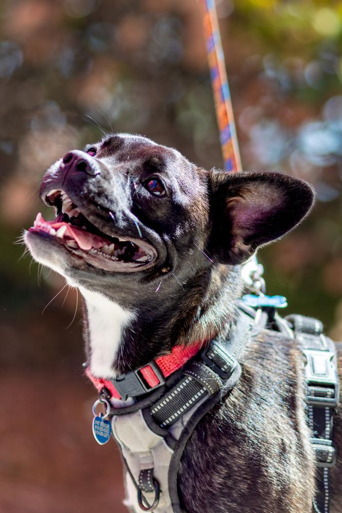 Muffin, a Adoptable mixed breed in Bonita, CA image 1/6